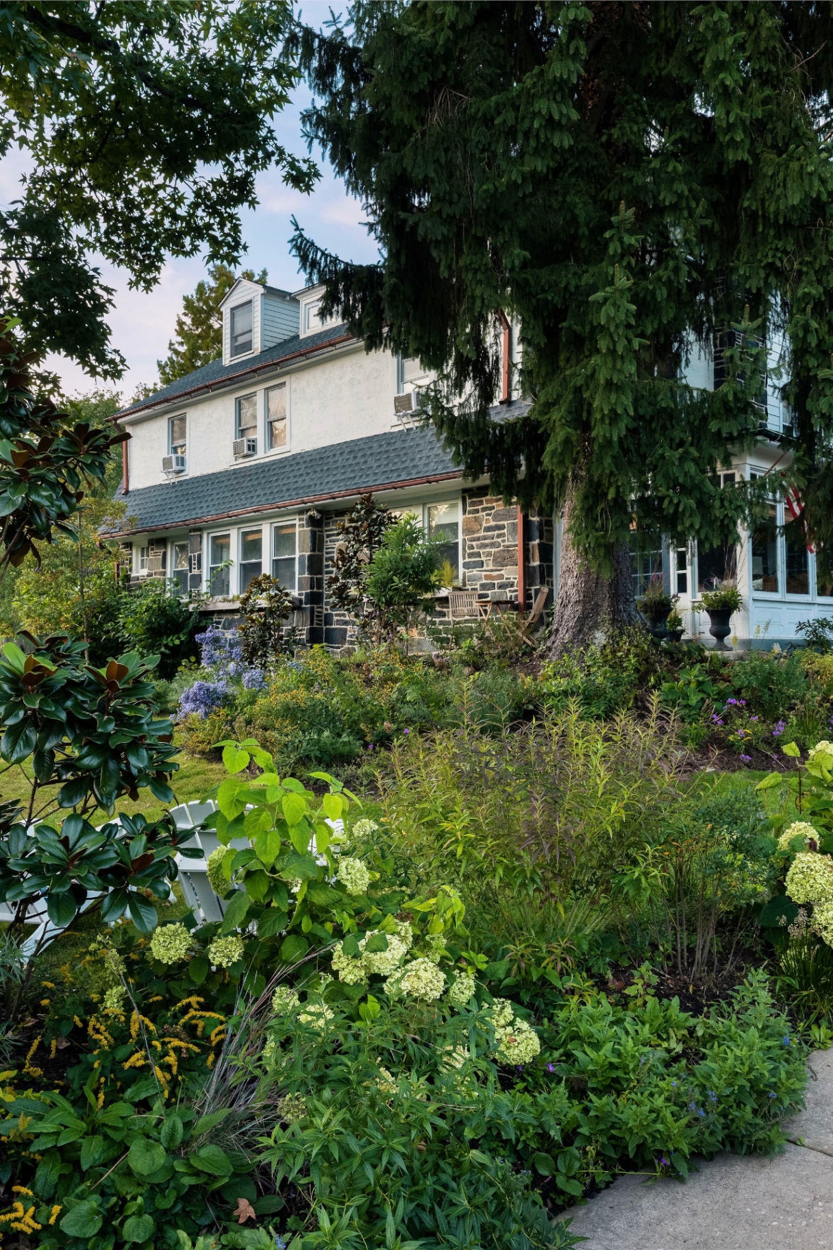 Hydrangeas and layered native planting beneath a tall spruce at the Merion Station home