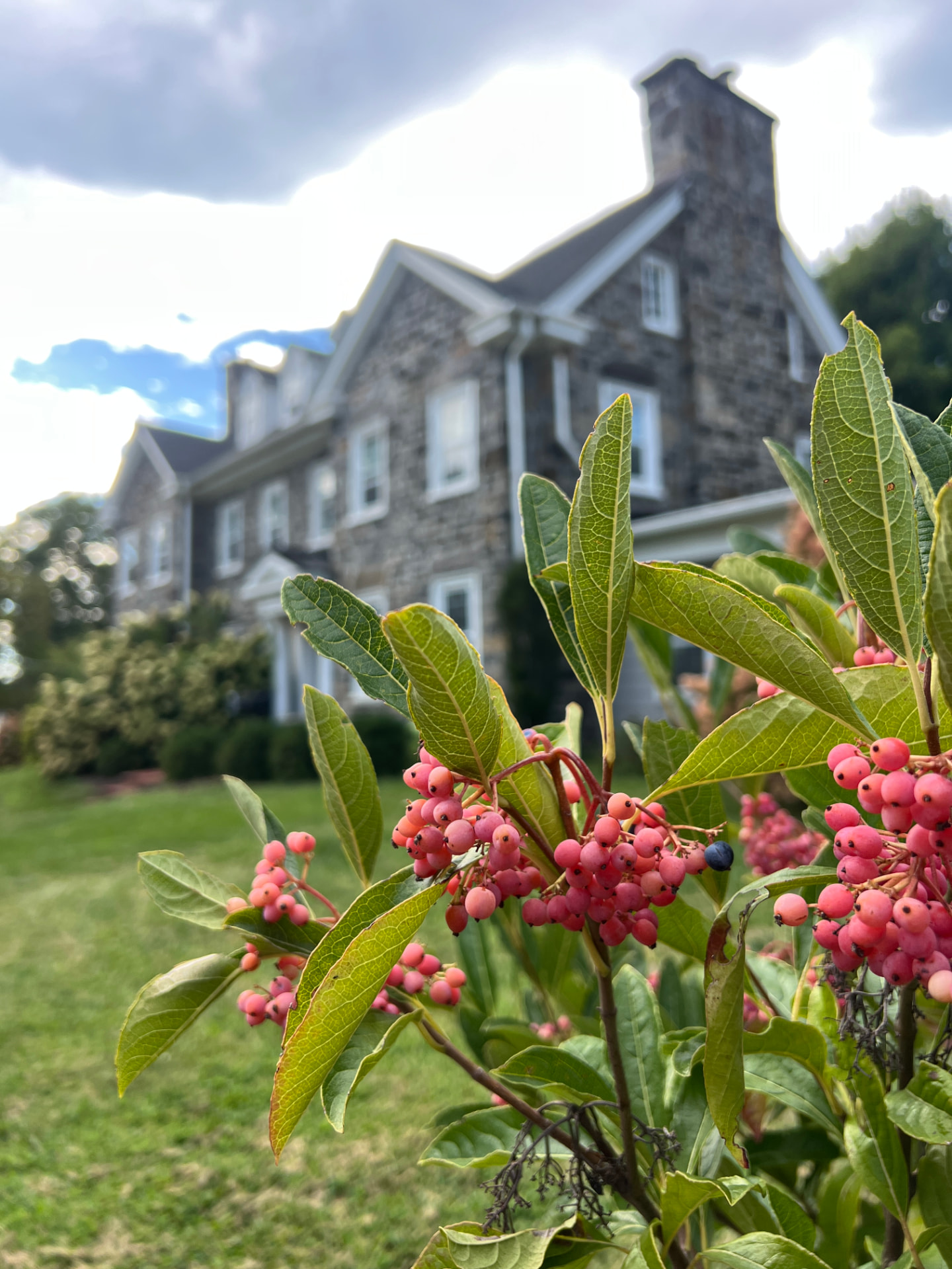 Native viburnum with pink and blue fall berries in front of a stone house on a Main Line Pennsylvania property