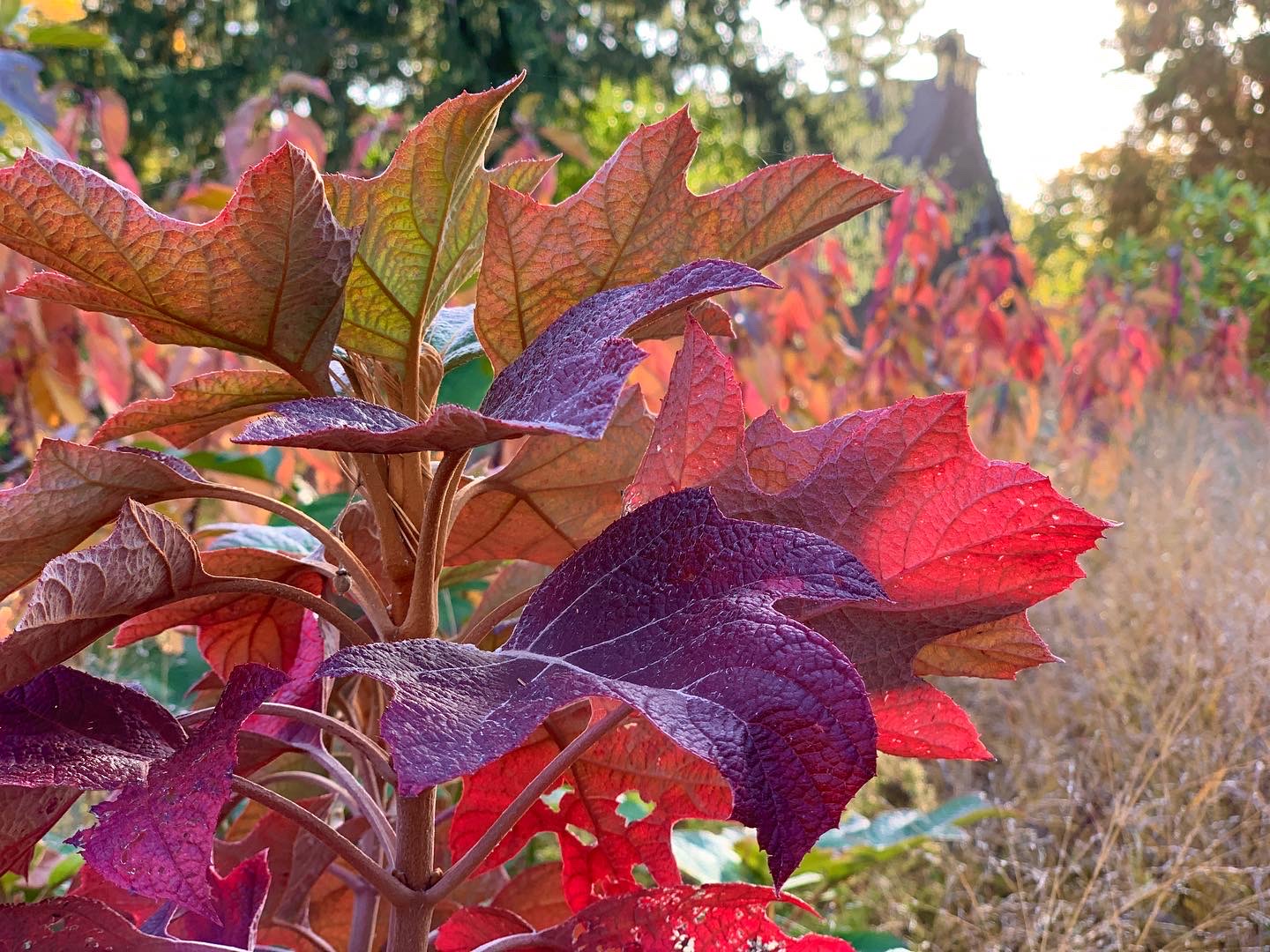 Oakleaf hydrangea turning deep red and purple in a Sabine Avenue front border