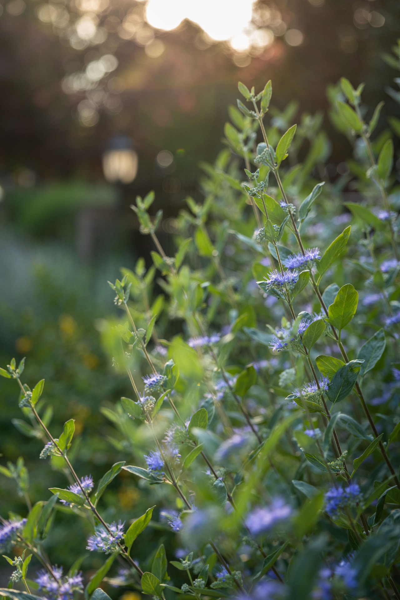 Backlit blue flowers and foliage with a blurred lantern in the background