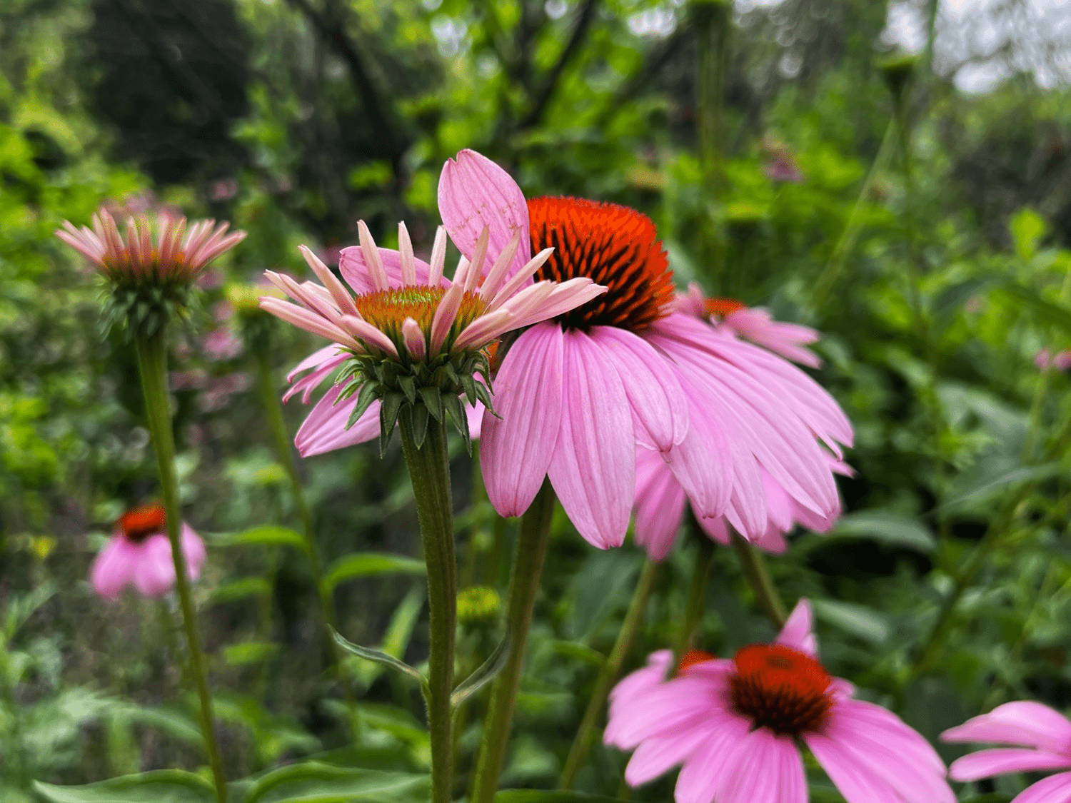 Summer Stars: 5 Native Perennials That Shine All Season Long — Union Landscape Design, Philadelphia Main Line