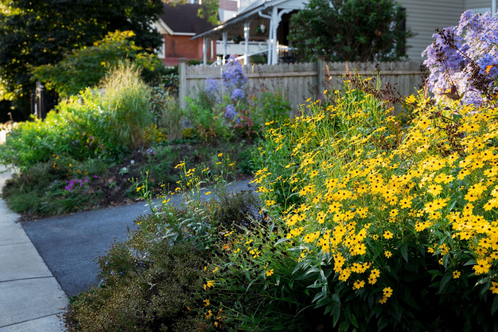 Golden rudbeckia beside the curving drive of the Bryn Mawr townhome