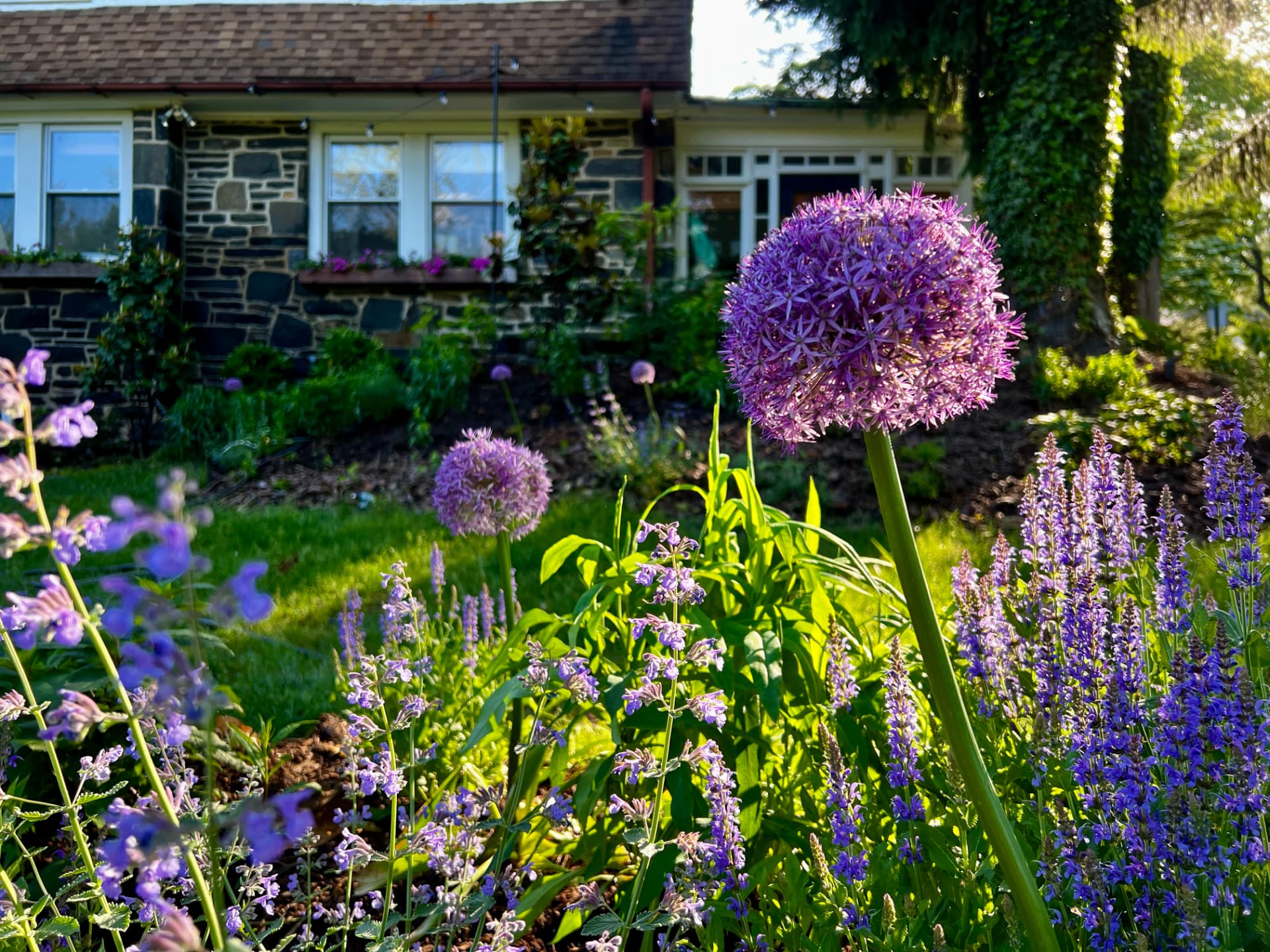 Allium blooms with the stone and stucco house in the background