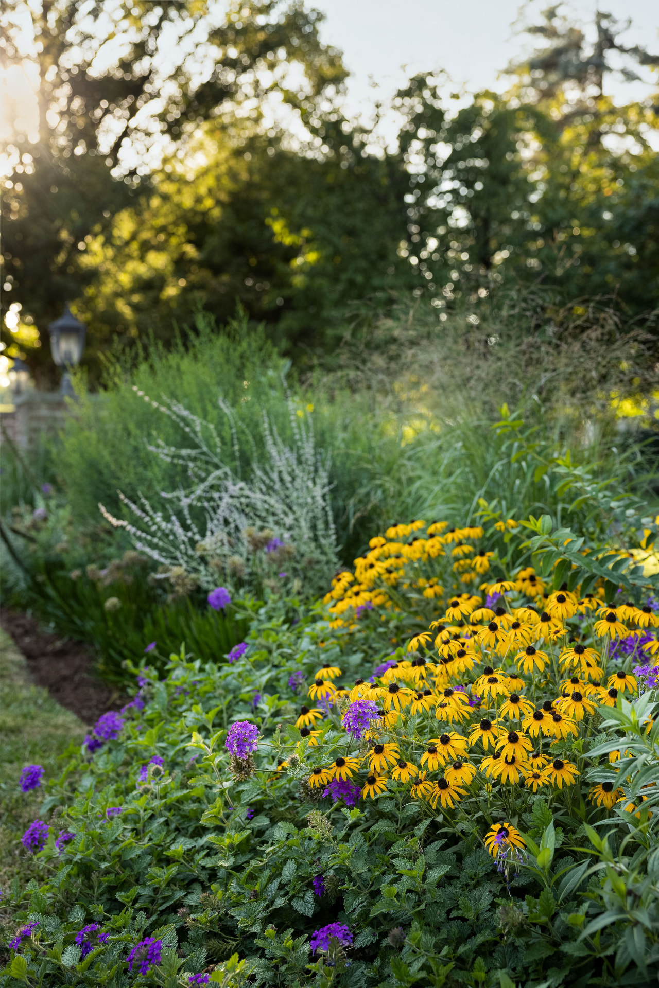 Close view of a dense perennial border with yellow black-eyed Susans, purple flowers, and grasses