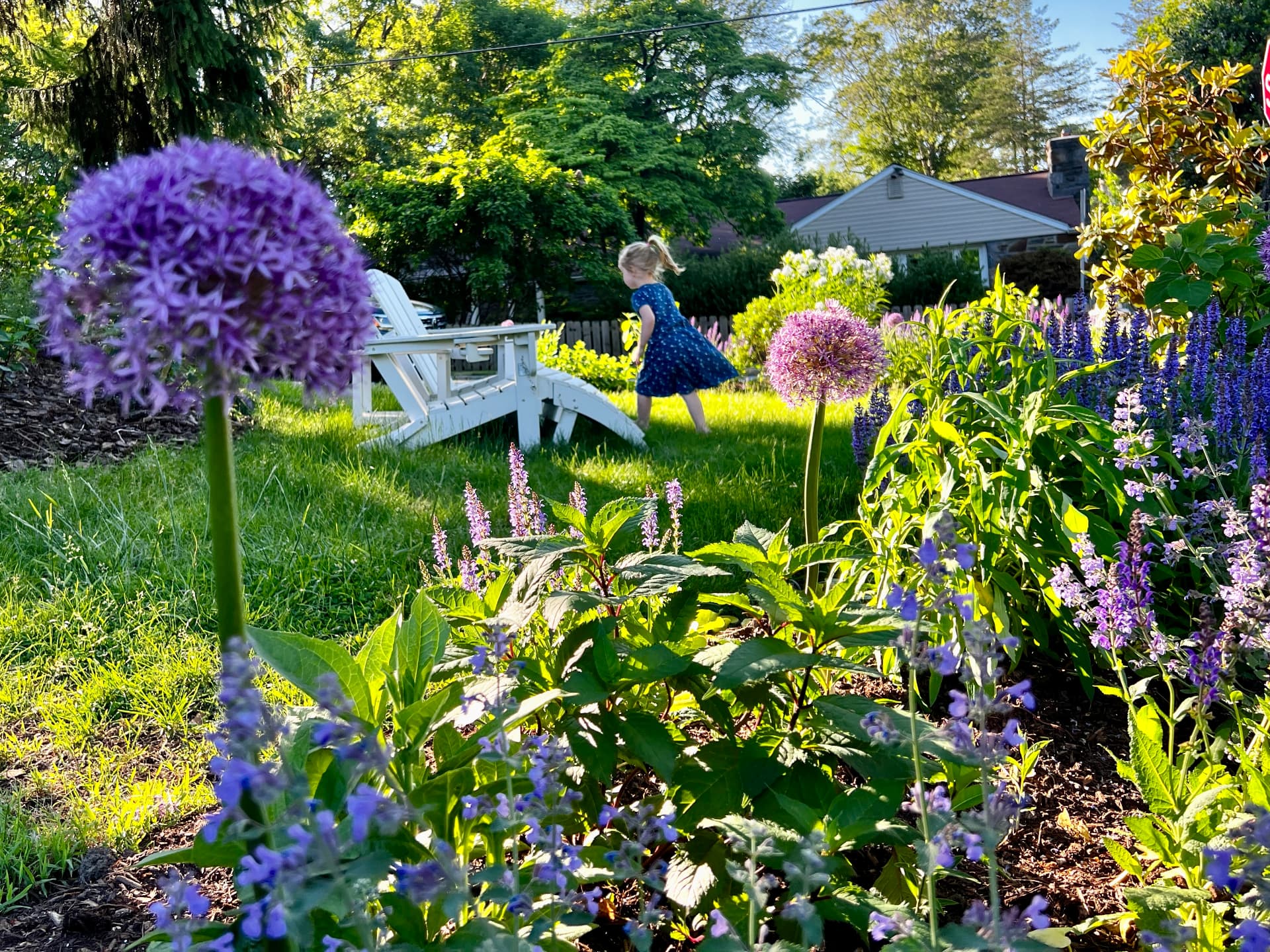 Child walking between Adirondack chairs and a layered garden of allium and purple flowers