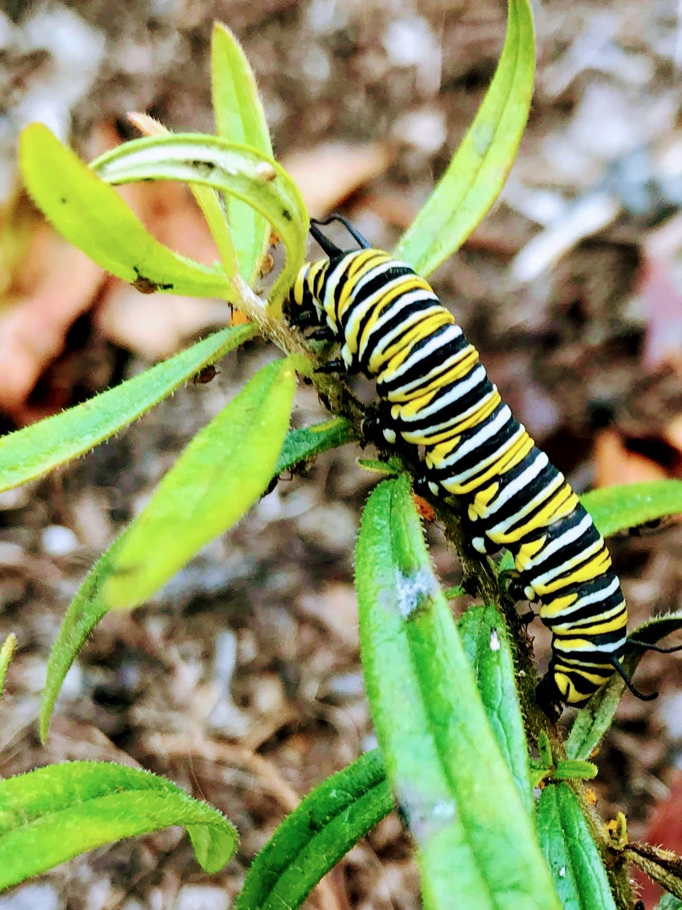 Gardening for Wildlife — Union Landscape Design, Philadelphia Main Line
