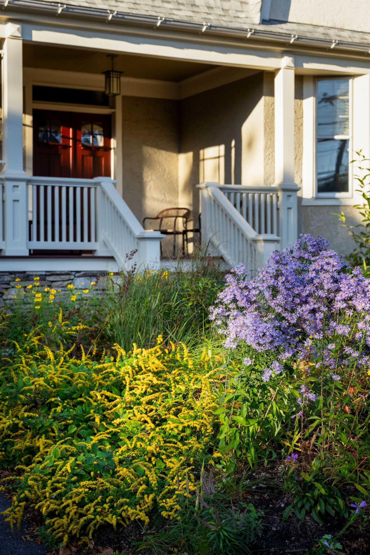Goldenrod and asters glowing in fall light before the Bryn Mawr front porch