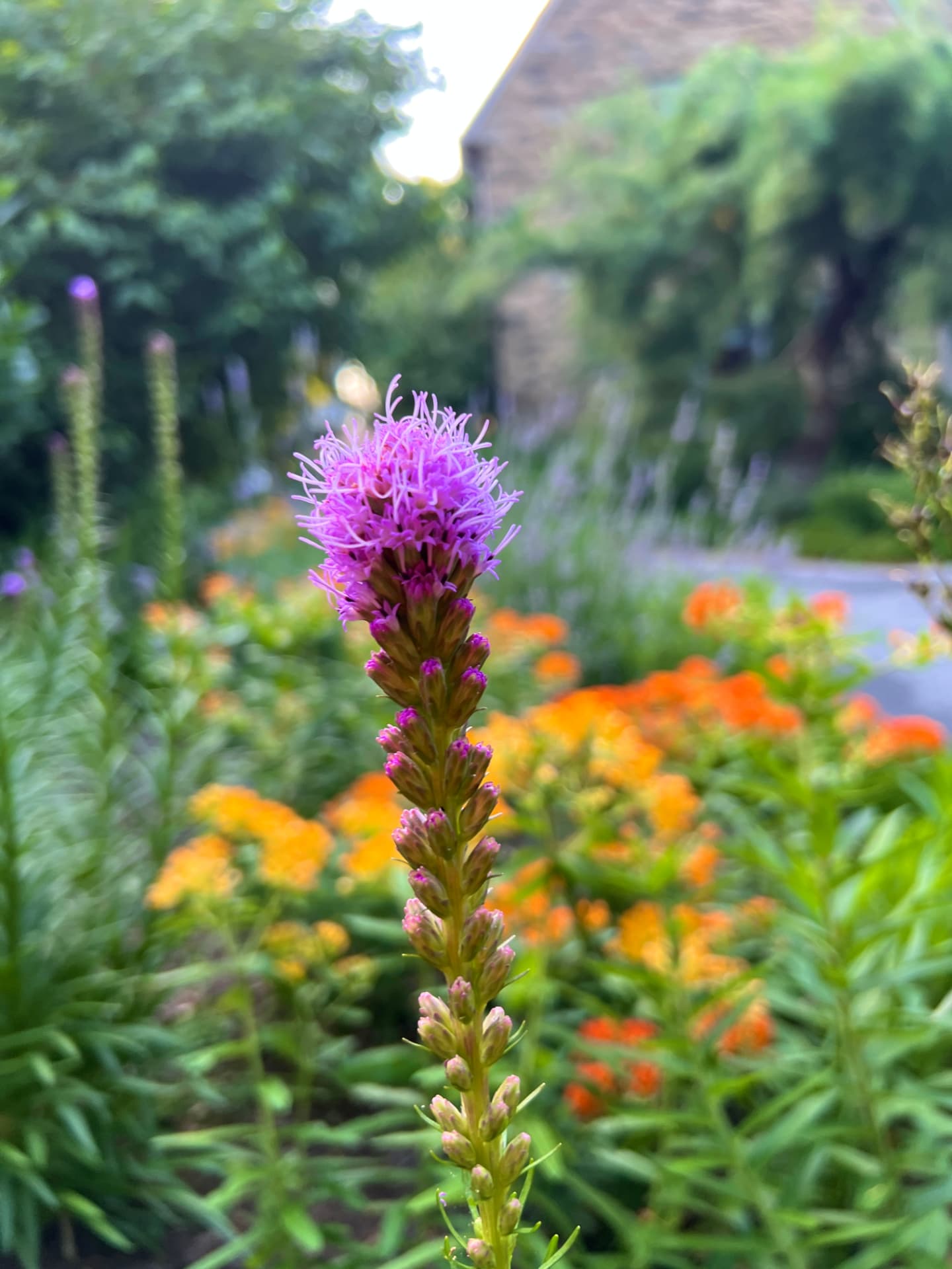 Close-up of a blazing star flower with the cottage and orange blooms softly blurred behind