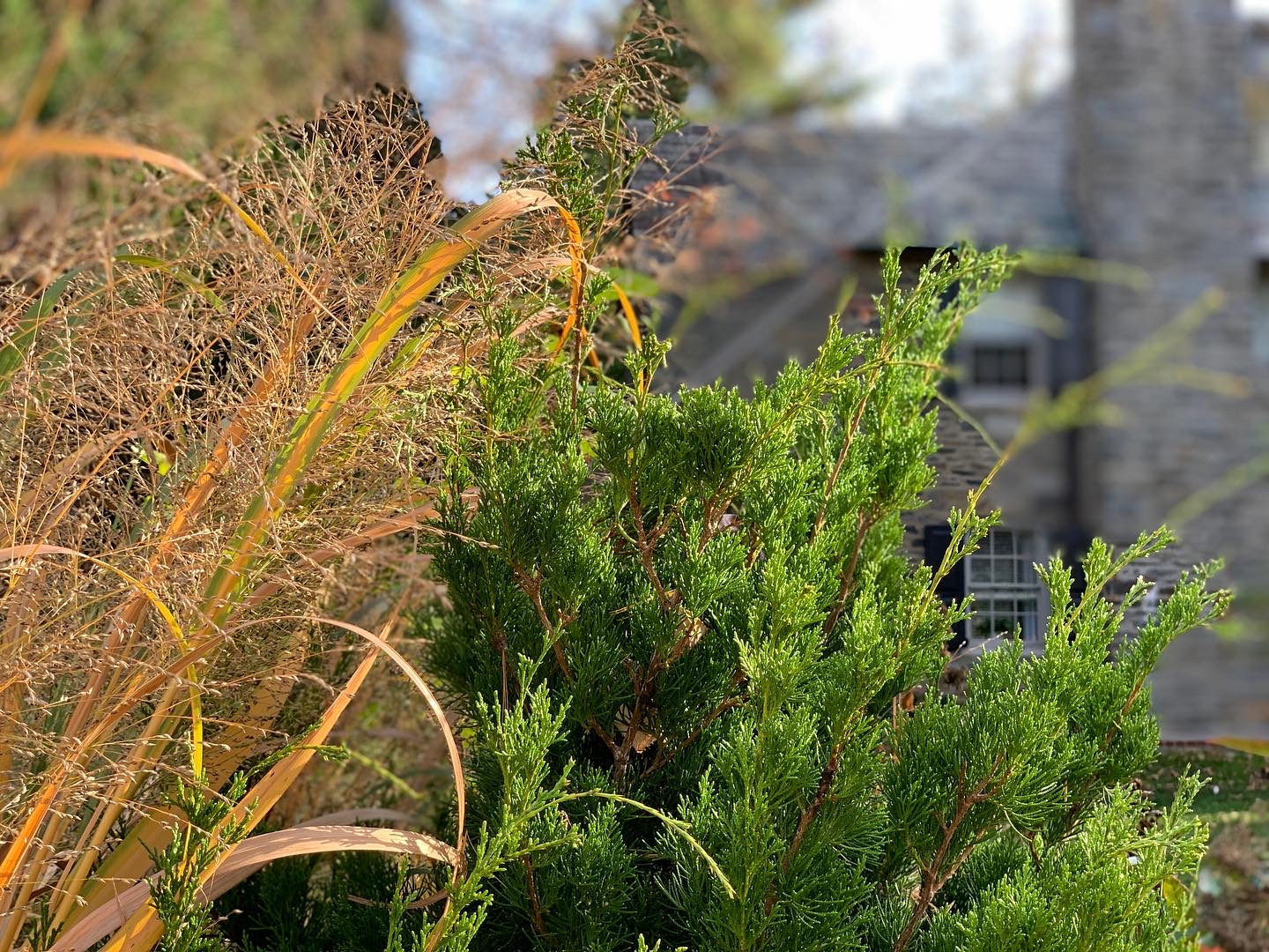 Redcedar and panicum grass with the stone house softly blurred behind