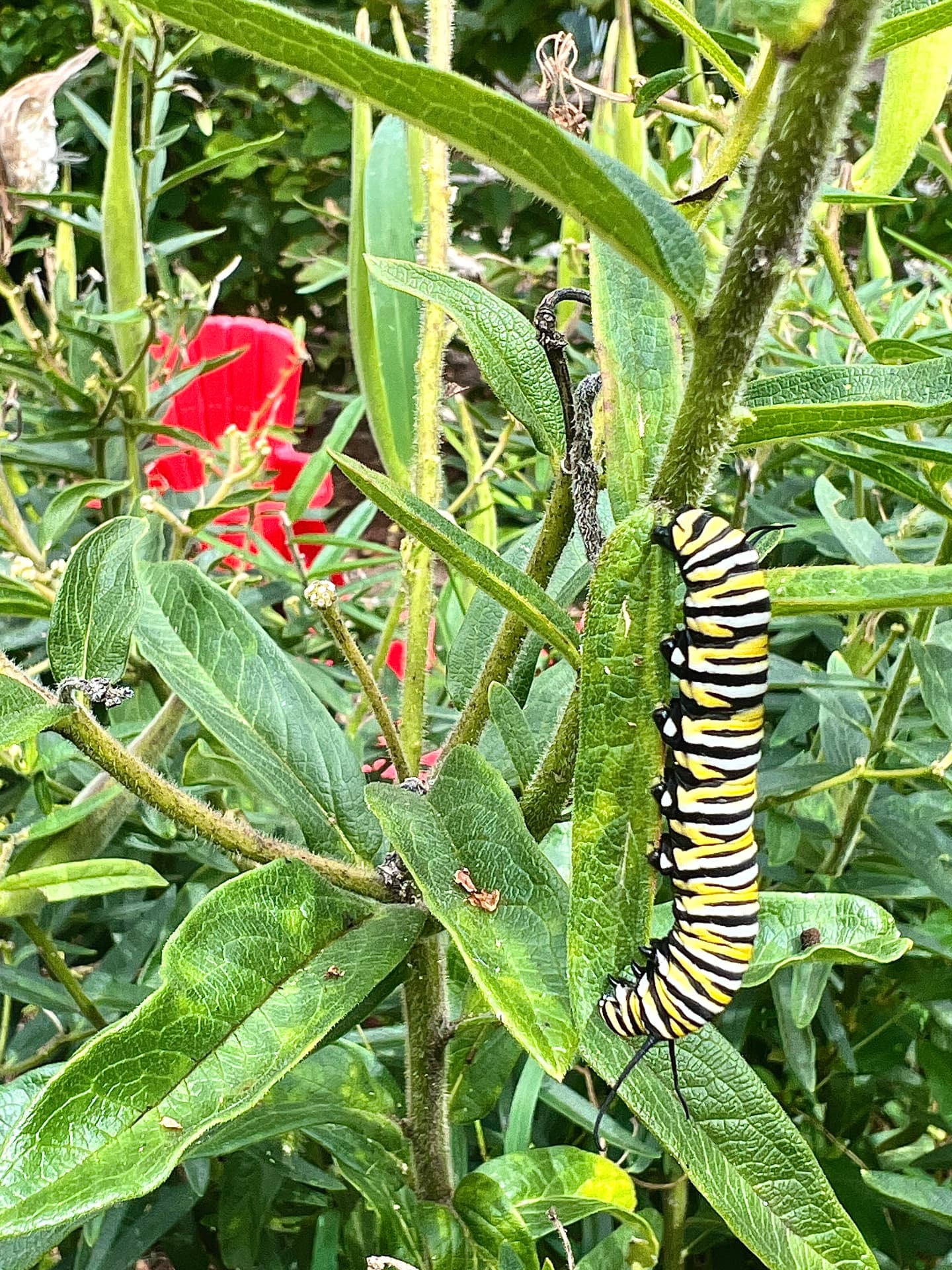 Monarch caterpillar feeding on milkweed in a Pennsylvania native garden