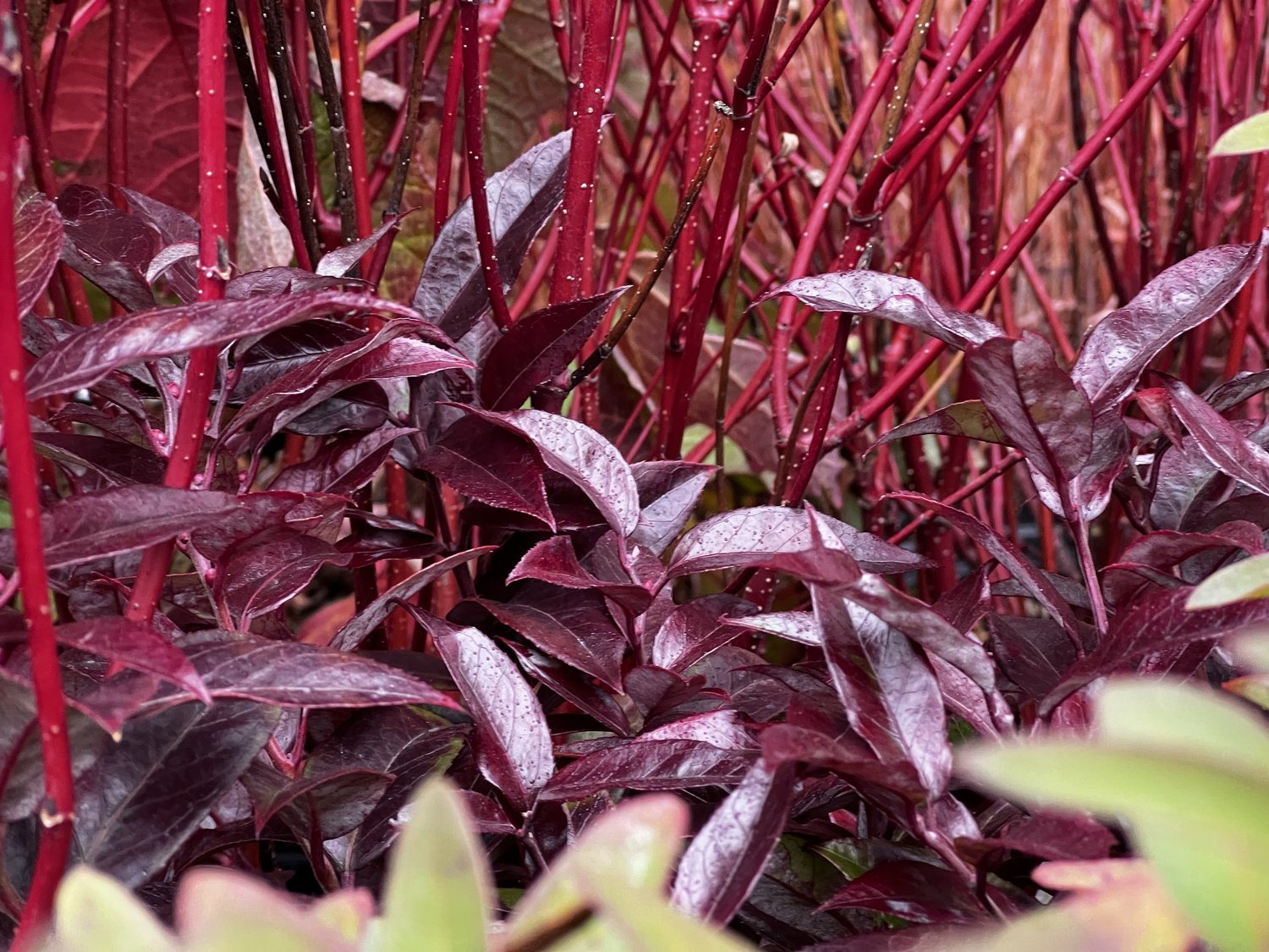 A Beautiful Landscape to Welcome the New Year — Union Landscape Design, Philadelphia Main Line