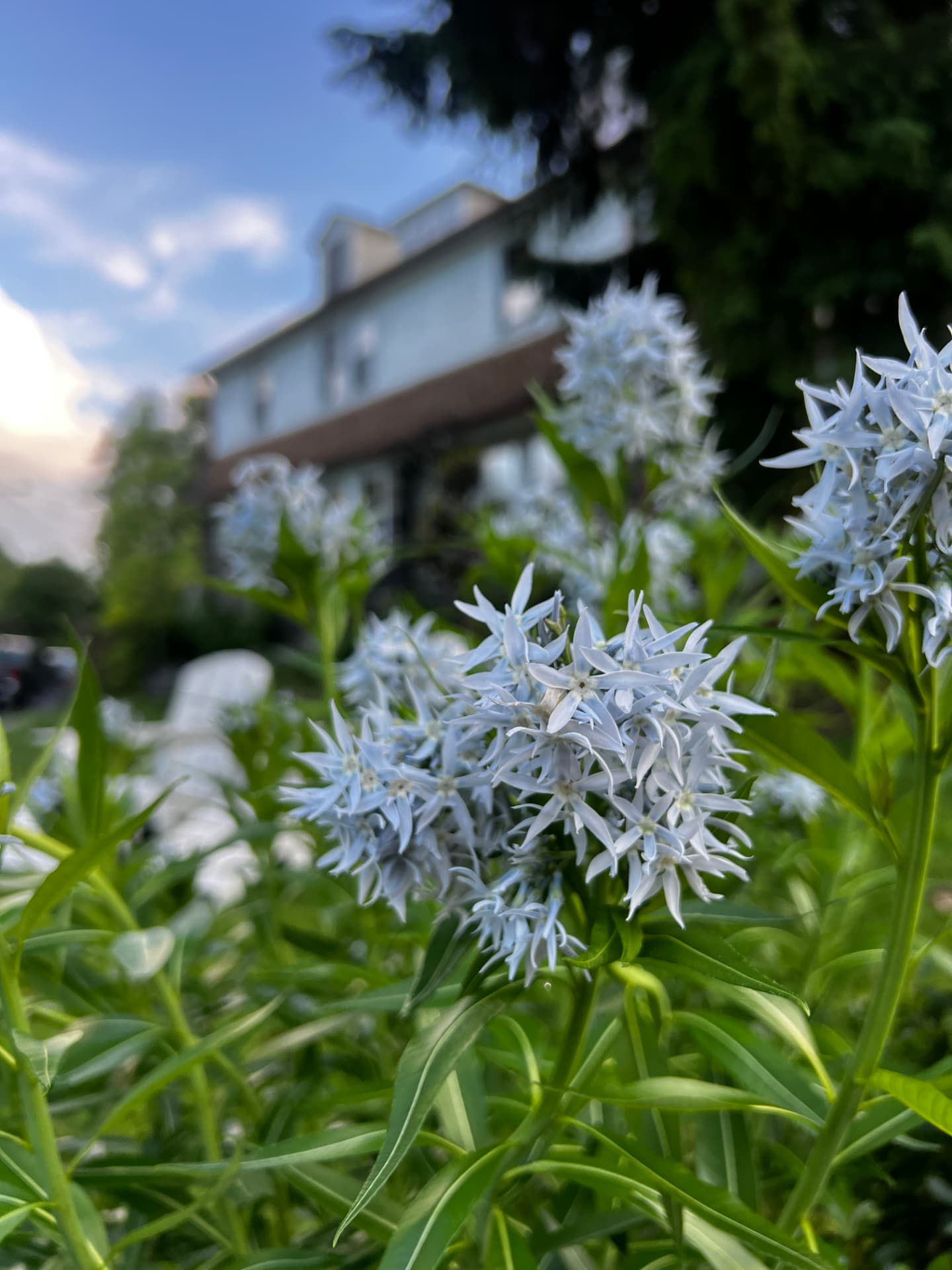 White amsonia flowers in the foreground with the house beyond