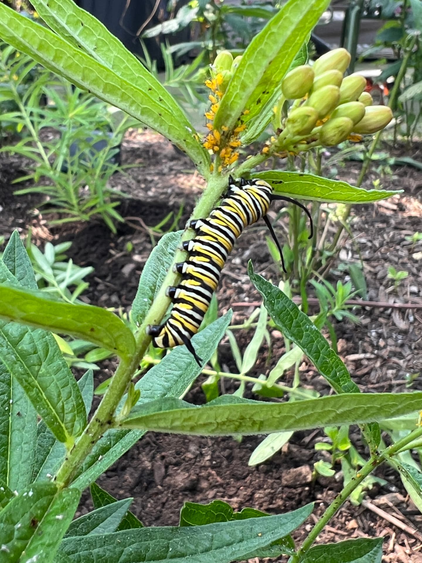 Monarch caterpillar feeding on a milkweed stem in the West Chester garden