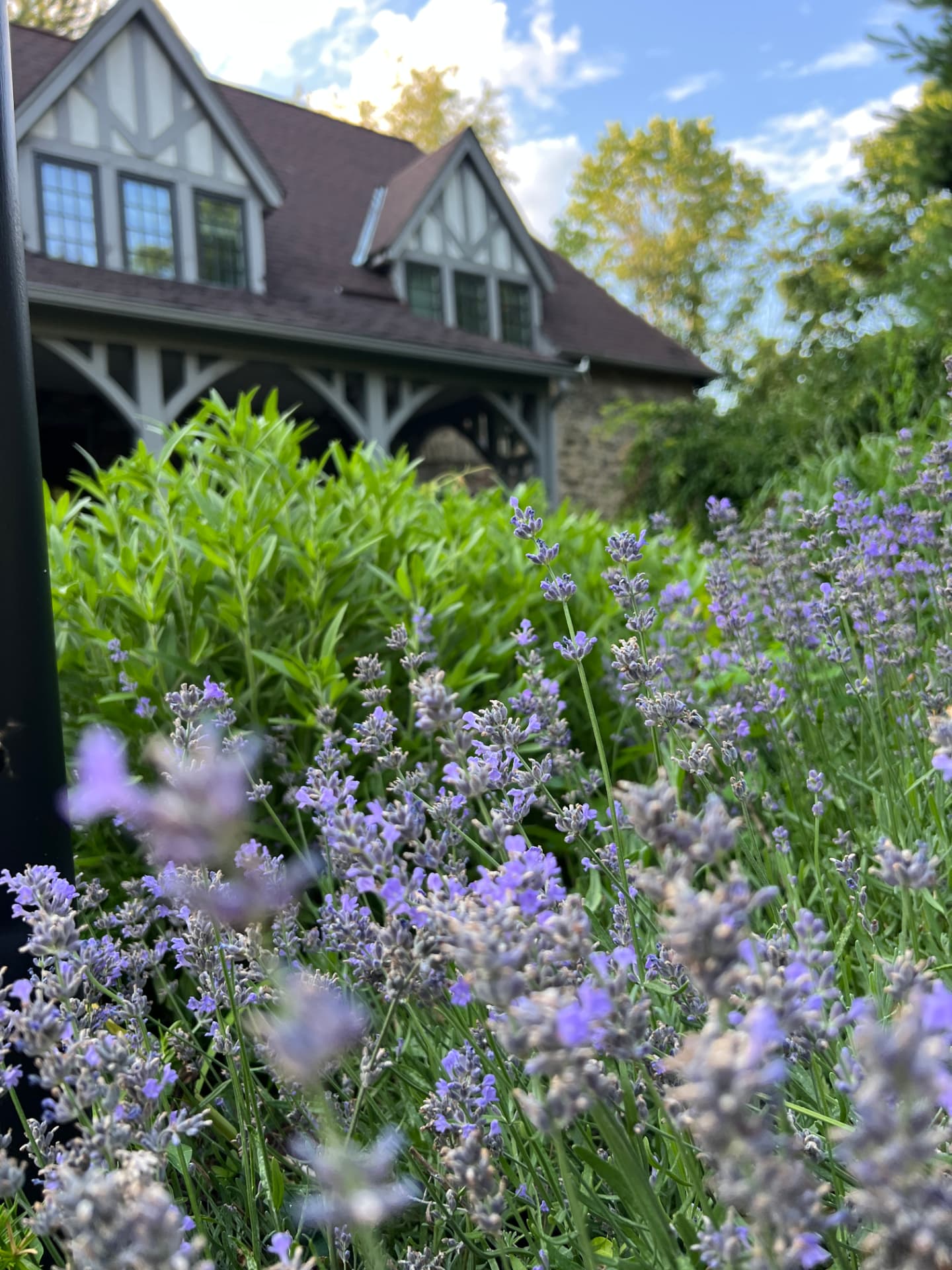 Purple-blue flower spires in front of the cottage porch