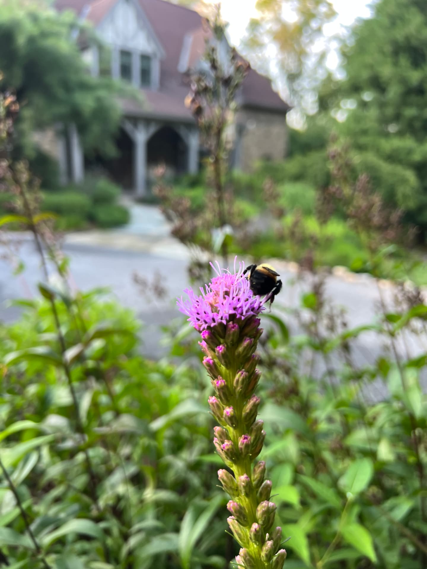 A bumblebee visiting a blazing star flower with the cottage softly blurred behind