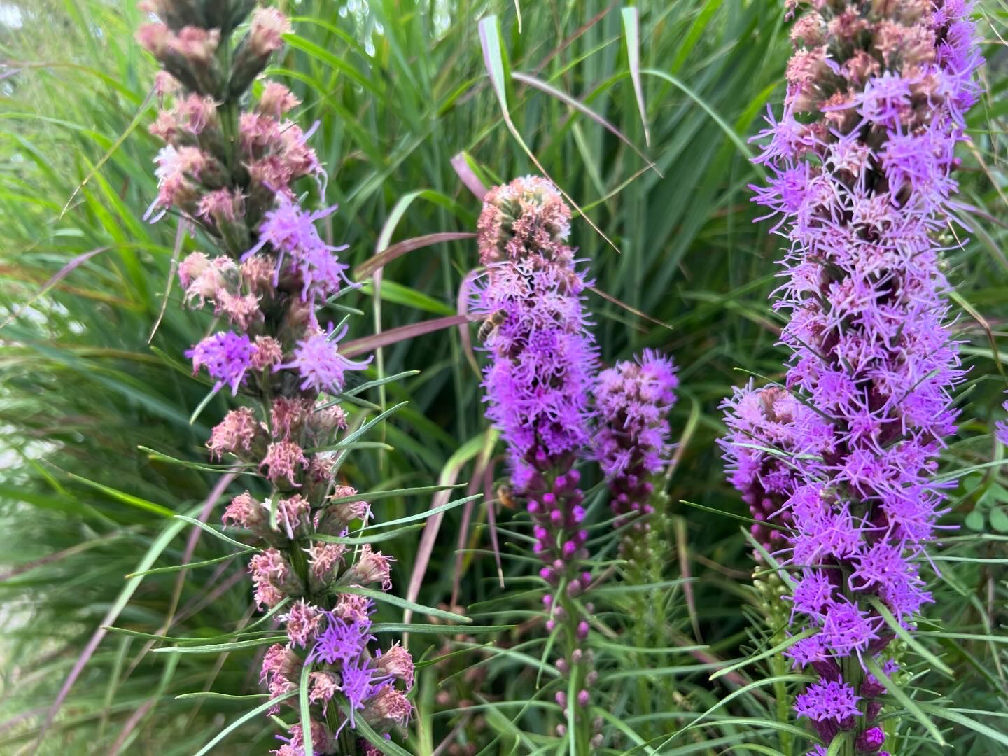 Purple blazing star liatris with native panicum grasses