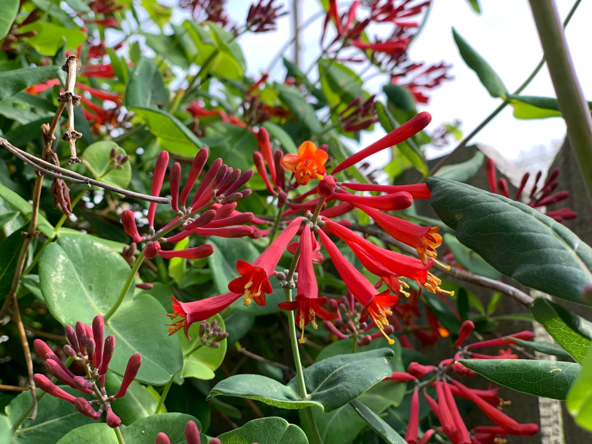 Coral honeysuckle opening among deep green leaves in the Merion Station garden