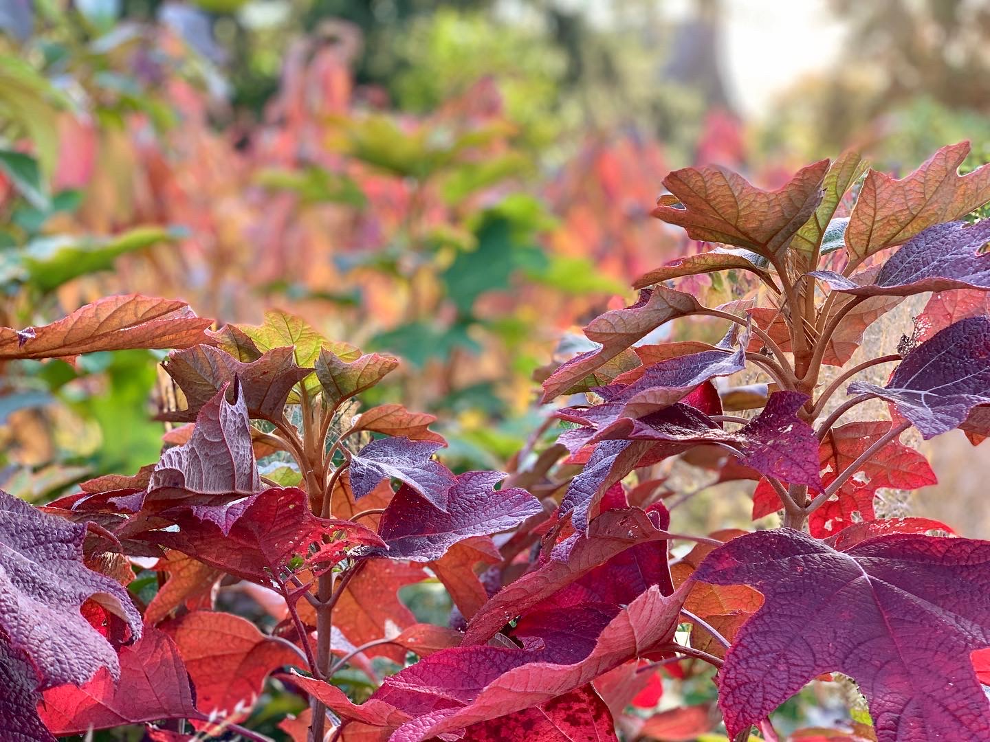 Close view of oakleaf hydrangea leaves in red, orange, and purple fall color