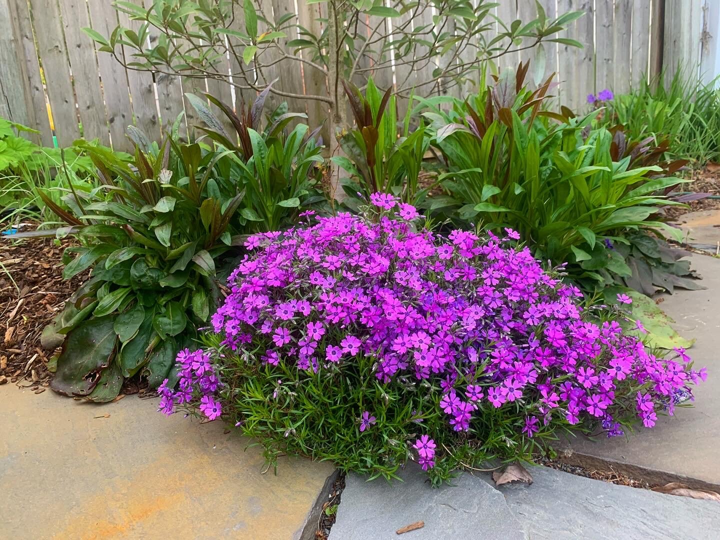 Native Landscapes: Beautiful, Not Messy — Union Landscape Design, Philadelphia Main Line