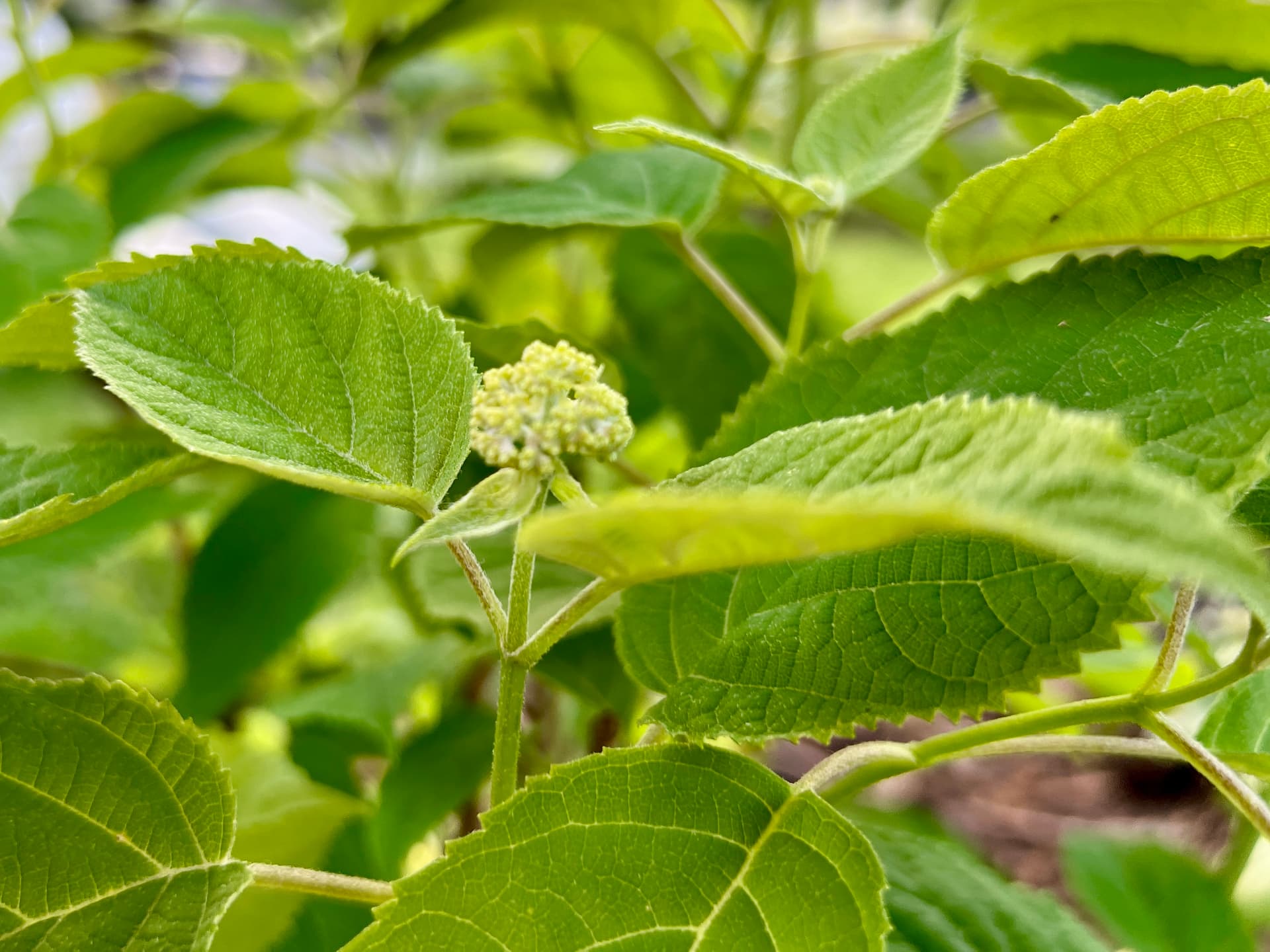 Developing hydrangea flower bud surrounded by fresh green foliage