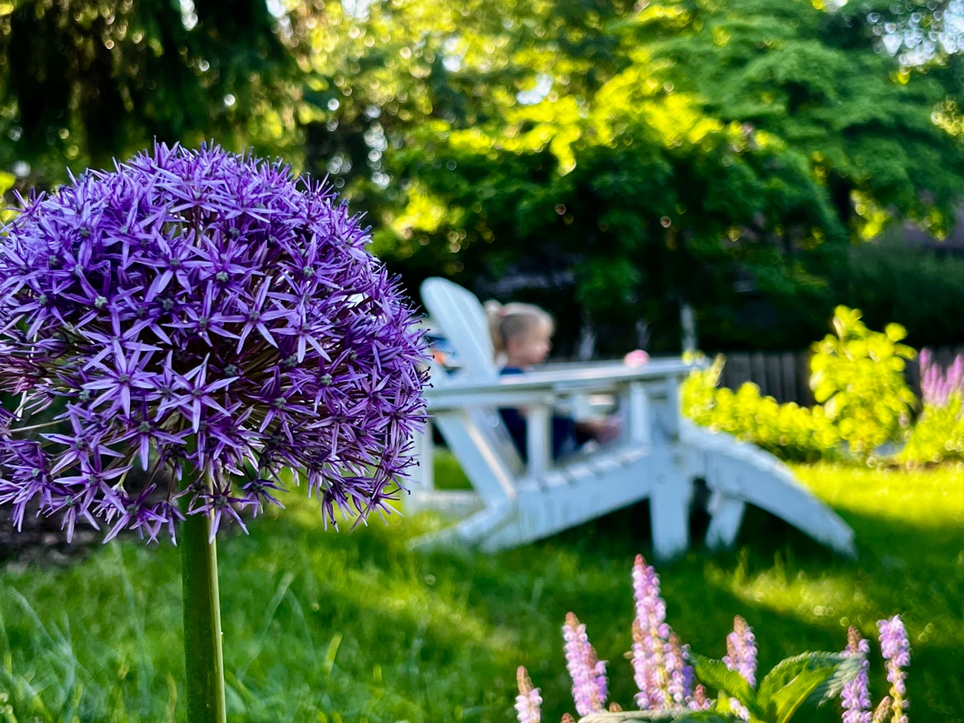A child relaxing in an Adirondack chair behind a tall purple allium bloom