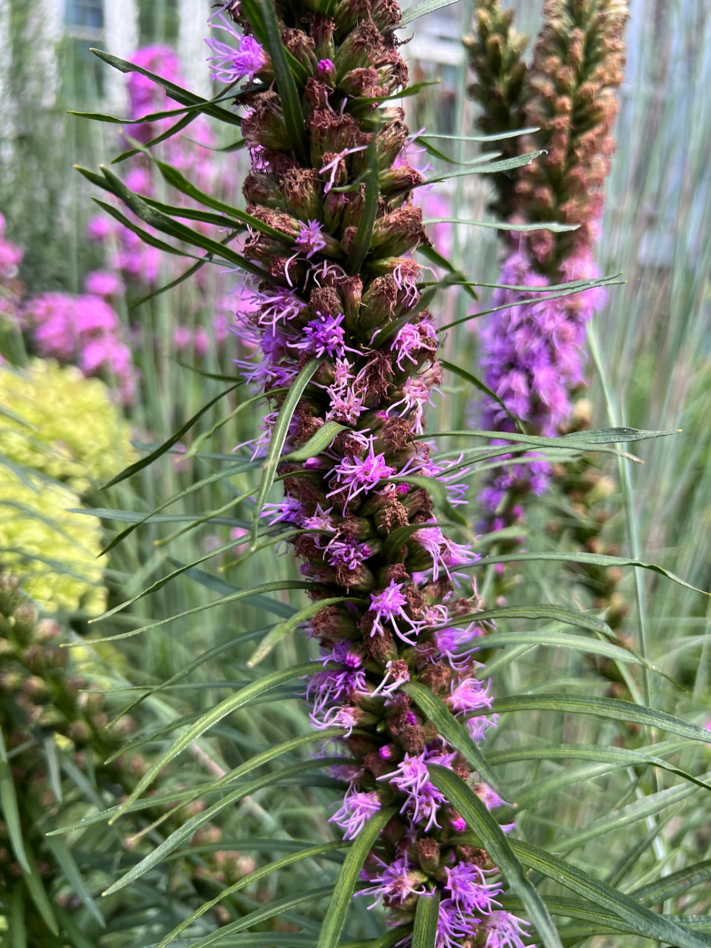 Close-up of purple blazing star liatris flowering in the West Chester garden