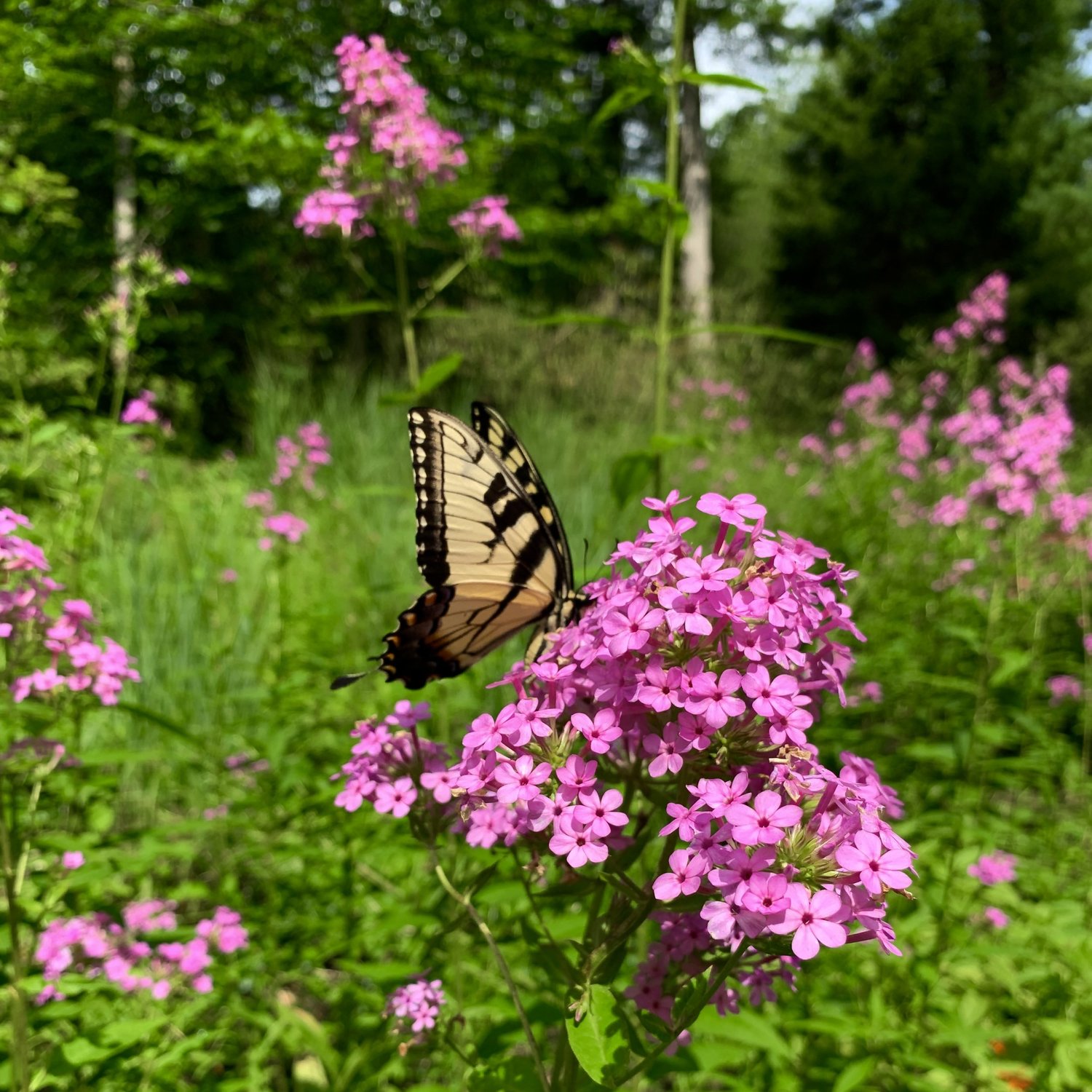 Summer in the Native Landscape Along the Main Line — Union Landscape Design, Philadelphia Main Line
