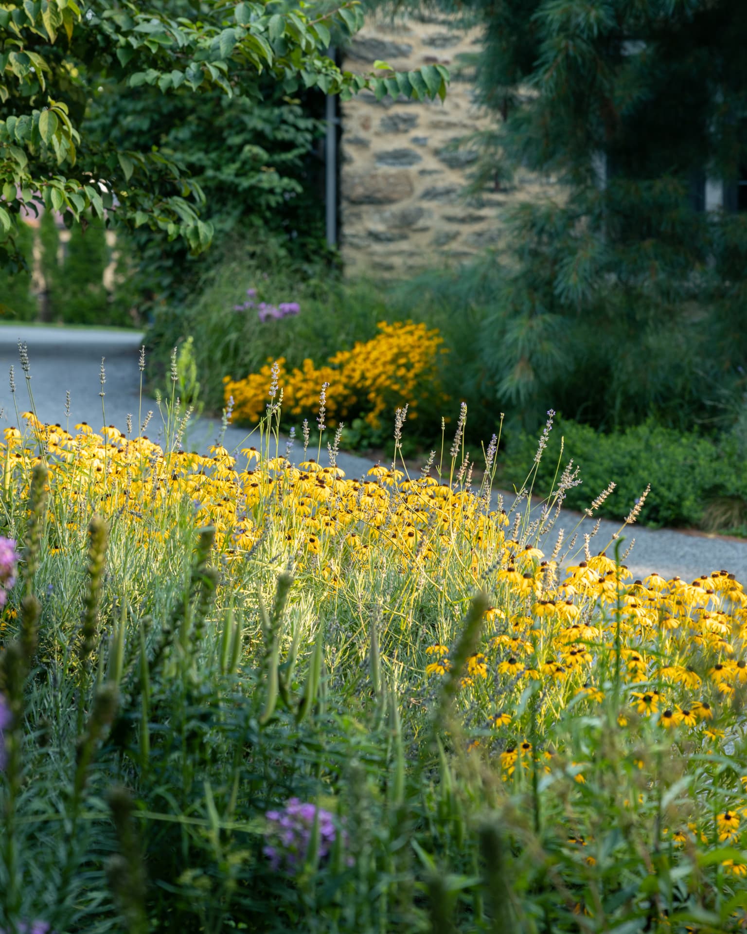 Gravel path beside a stone wall with black-eyed Susans and lavender spikes