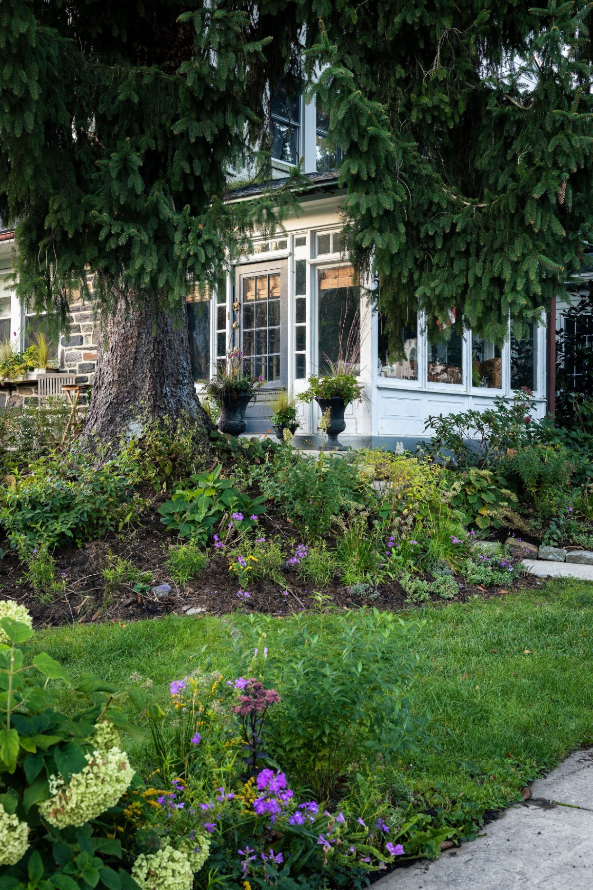 Native planting around a spruce trunk before the Merion Station sunroom entry