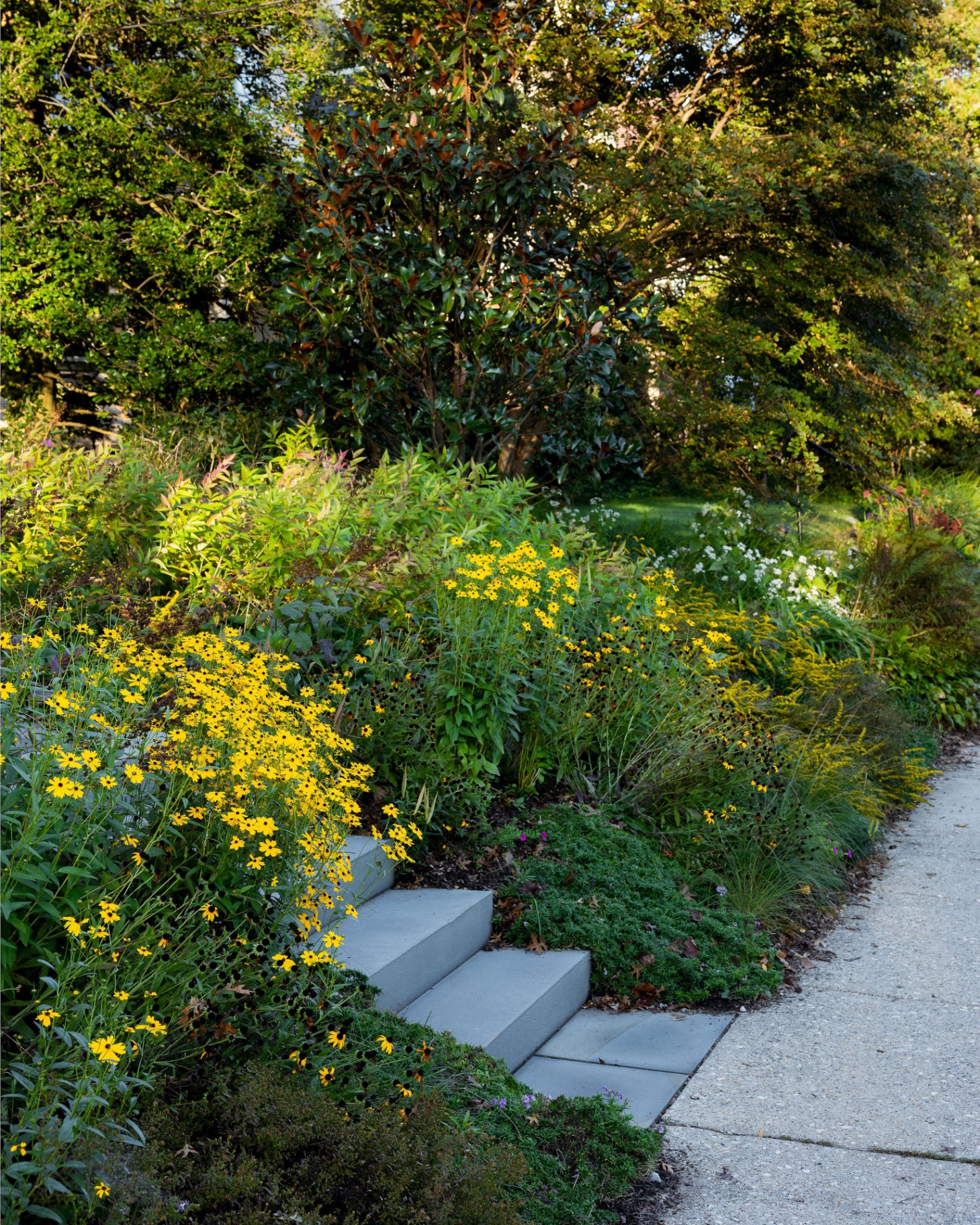 Bluestone steps rising from the sidewalk through layered native planting and a magnolia