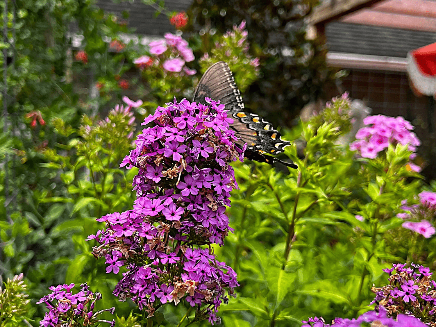 How to Keep Native Gardens Looking Neat During Peak Bloom — Union Landscape Design, Philadelphia Main Line