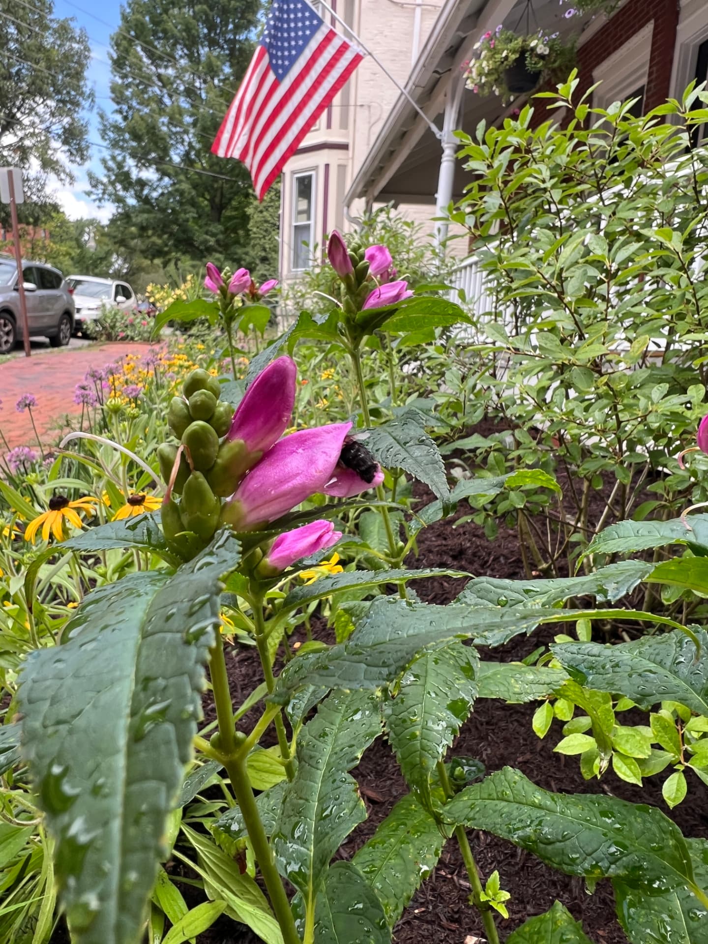Bee visiting a rain-dappled pink turtlehead flower with the porch beyond