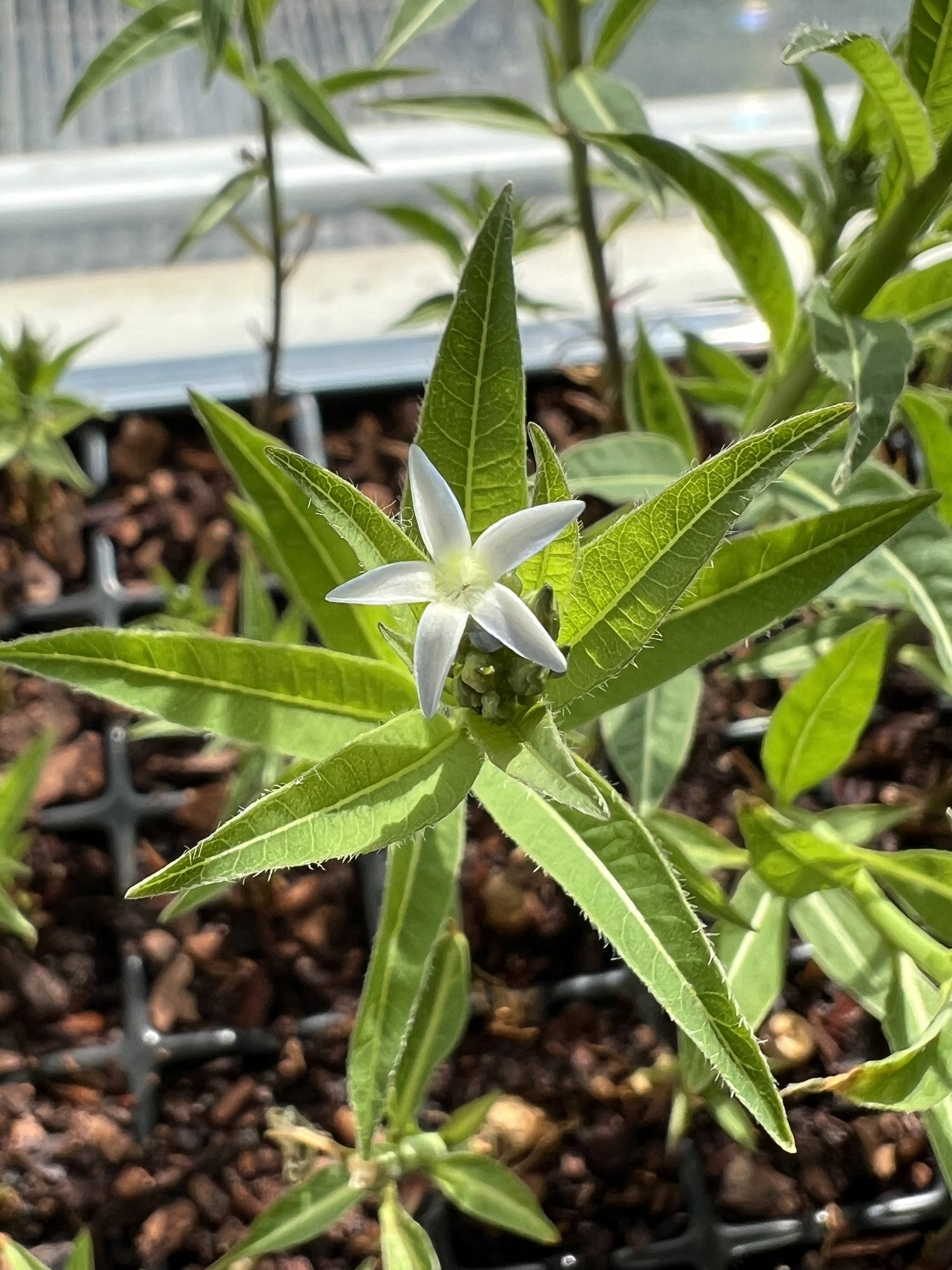 Roots to Flowers in 6 weeks — Union Landscape Design, Philadelphia Main Line