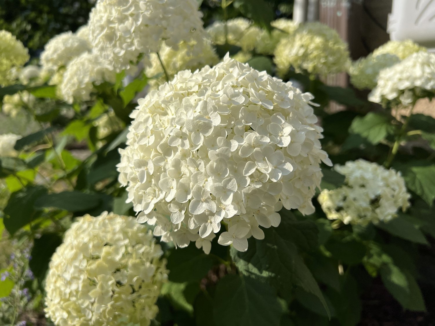 Thinking of summer — Union Landscape Design, Philadelphia Main Line