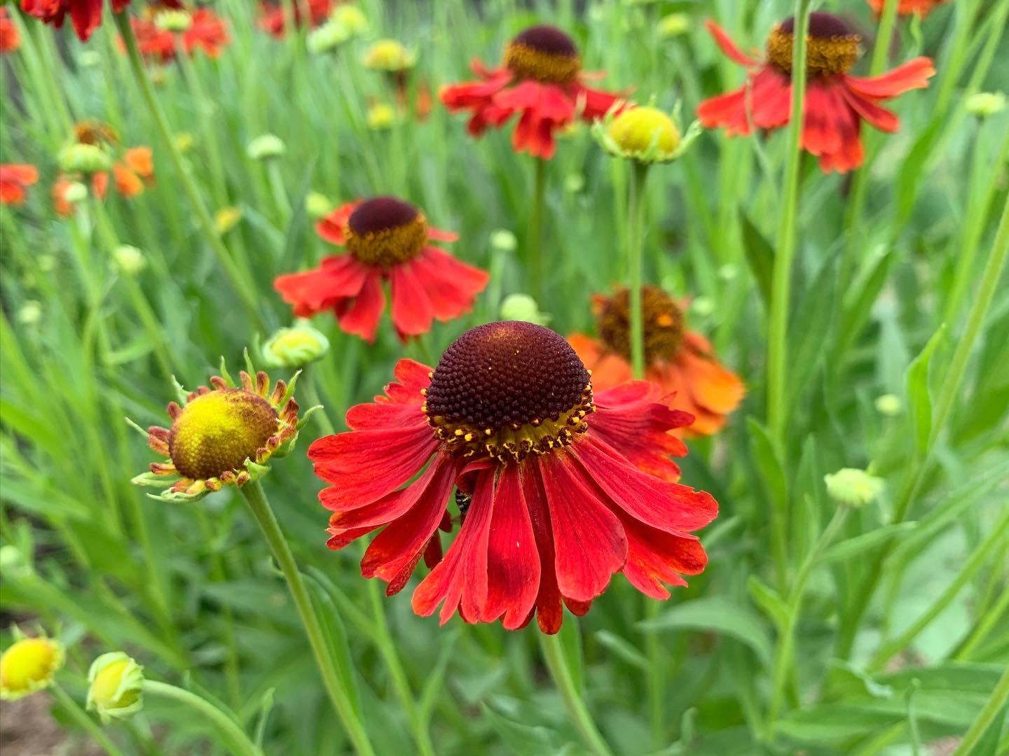 Red-orange helenium blooming in a summer perennial border