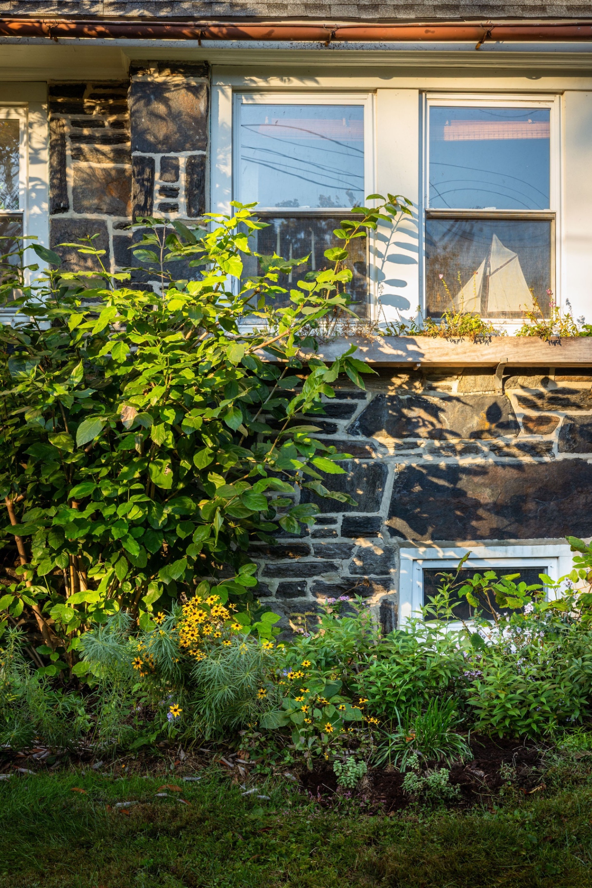 Black-eyed Susans and native shrubs against the stone wall in evening light