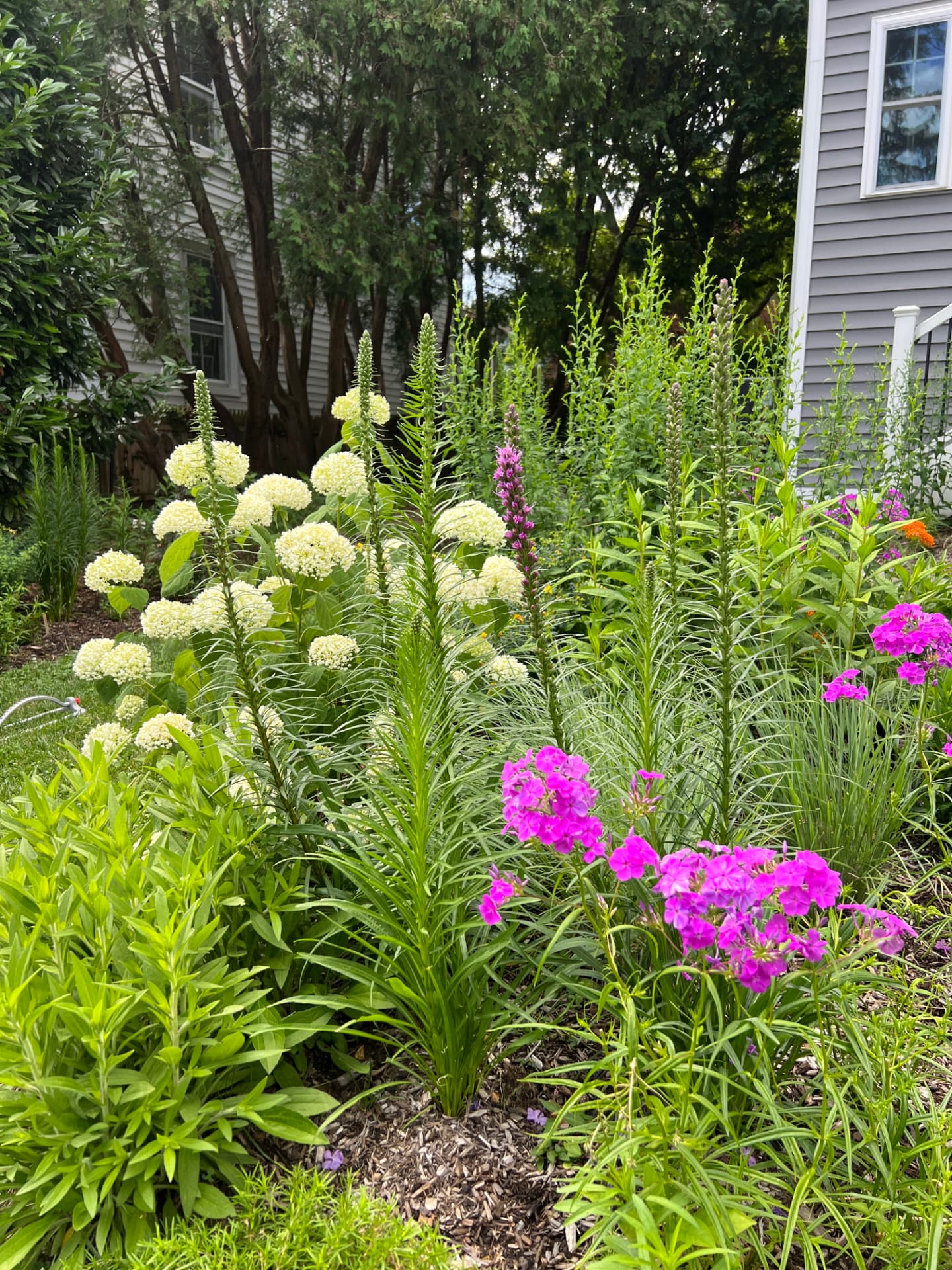 Colorful garden bed with white hydrangeas, pink phlox, and yellow black-eyed Susans beside the townhome