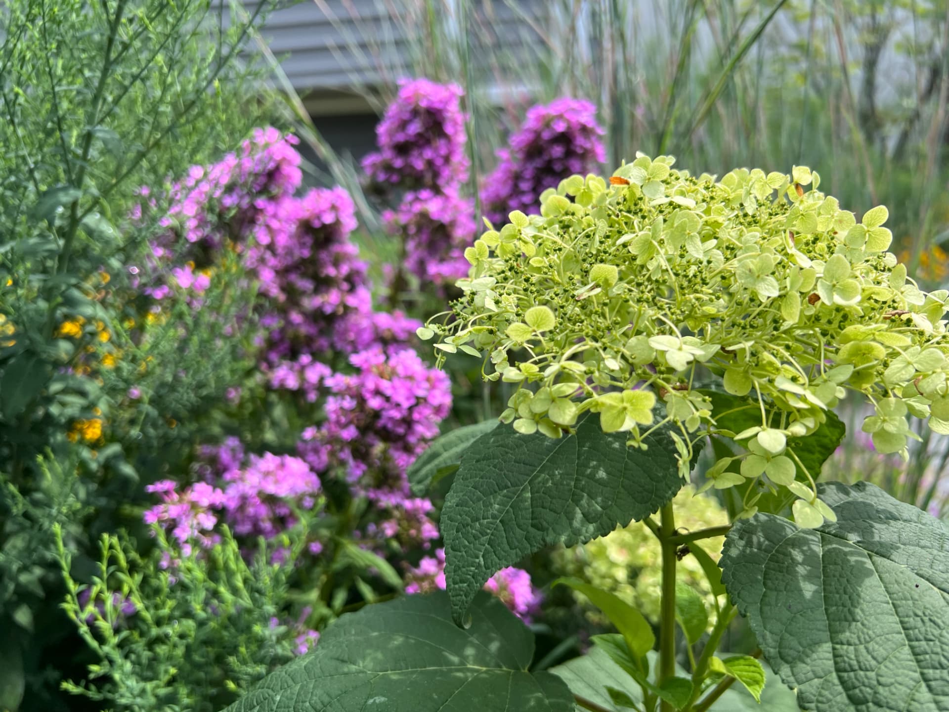 Purple phlox rising beside pale hydrangea flowers in the layered garden