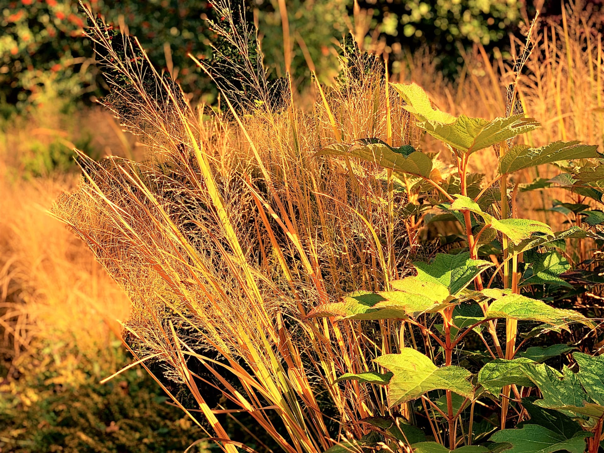 Switchgrass in autumn color beside oakleaf hydrangea in the front border