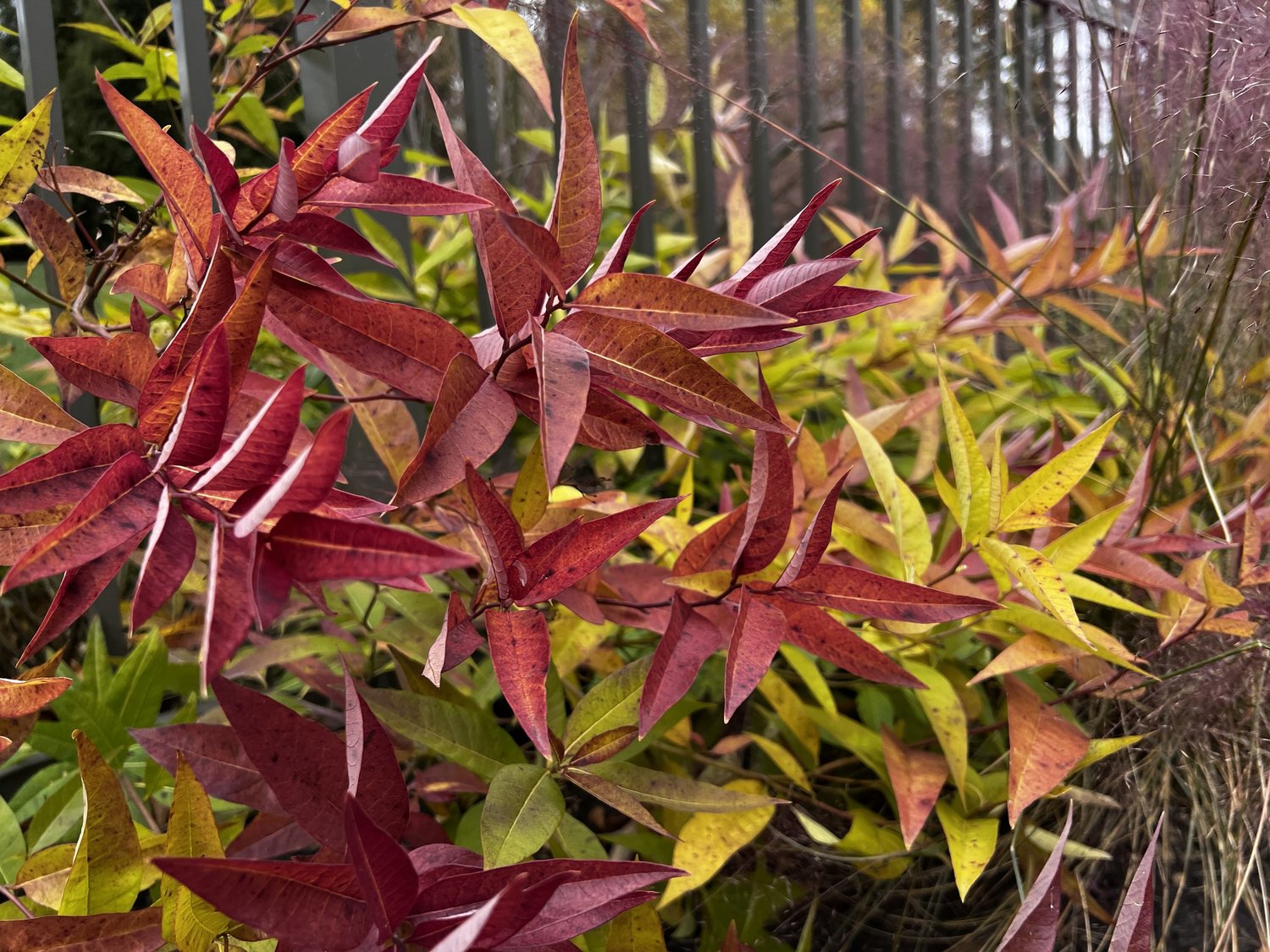 Year-Round Beauty with Native Perennials — Union Landscape Design, Philadelphia Main Line