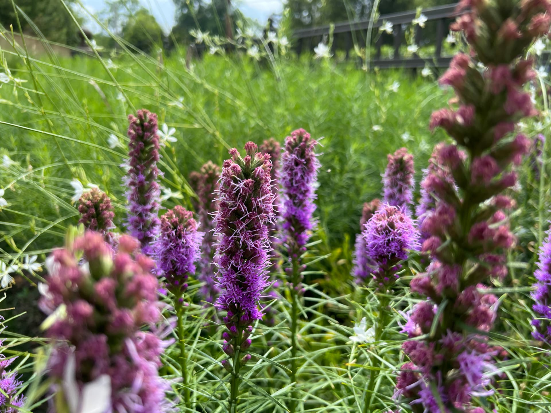 Purple liatris with white gaura and airy grasses