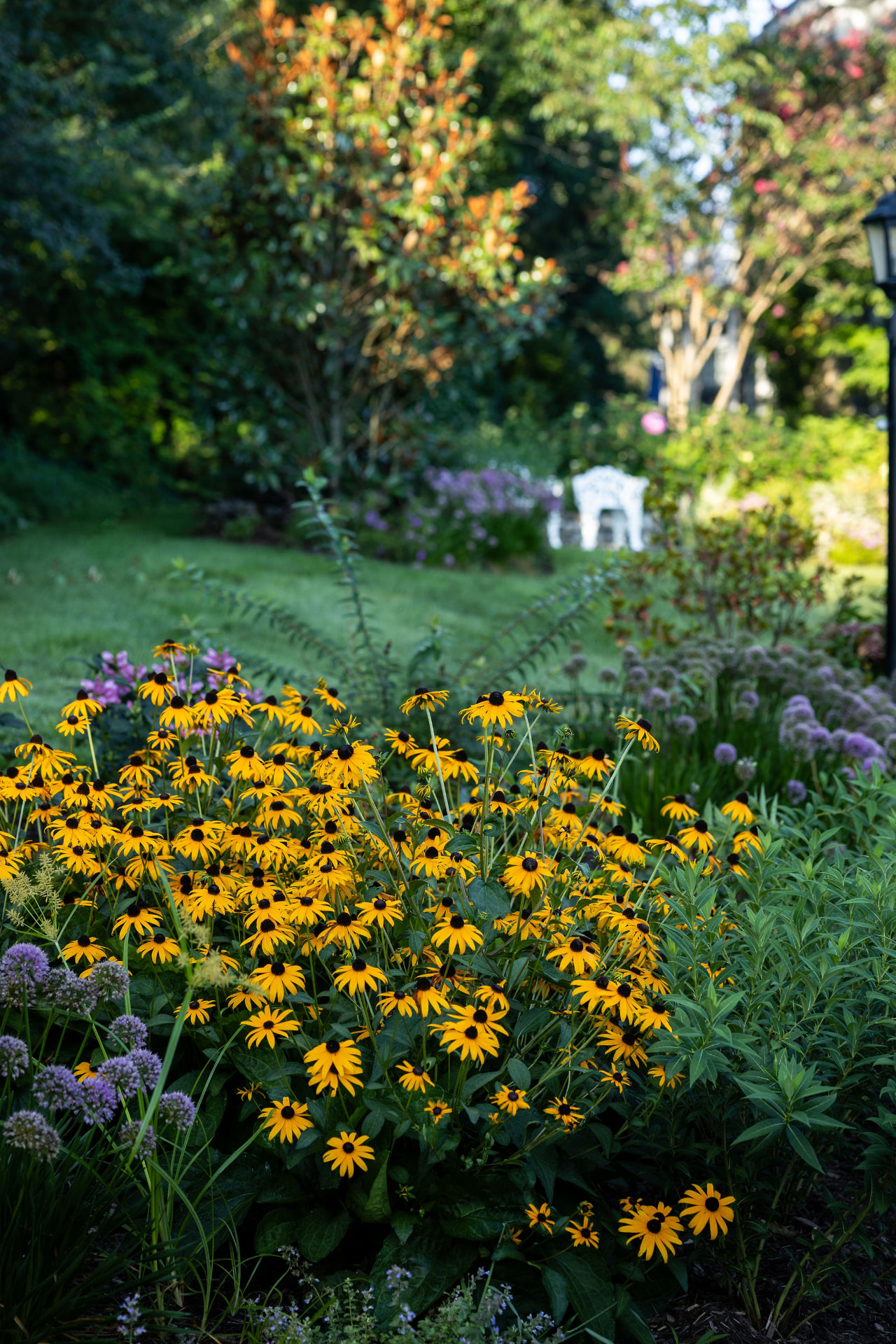 Black-eyed susans in a deep garden border with a seating area beyond