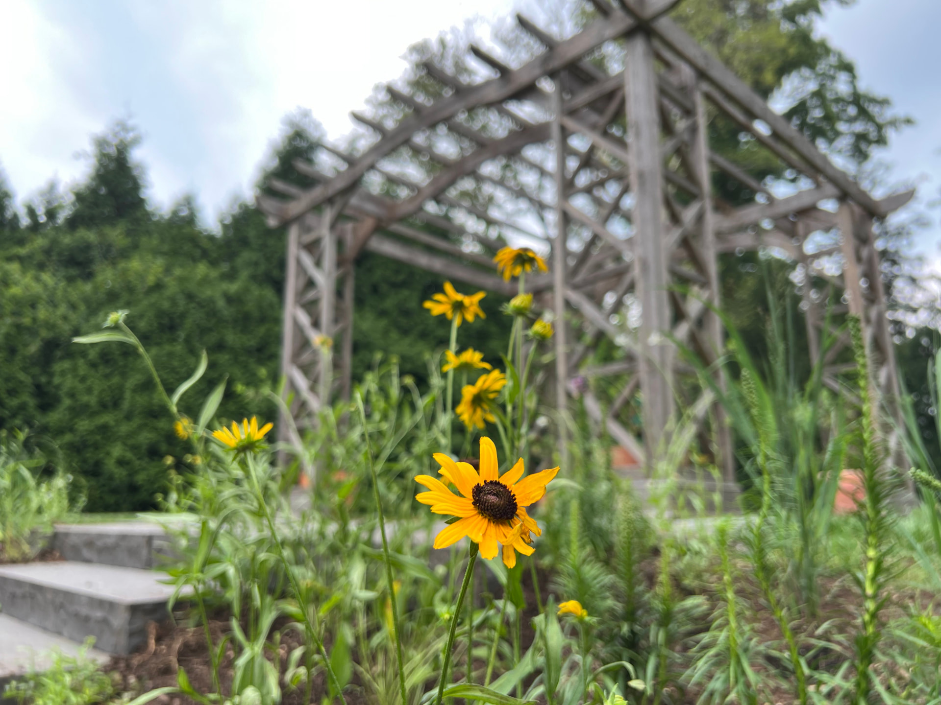 Wooden pergola framed by yellow black-eyed Susans and stone steps