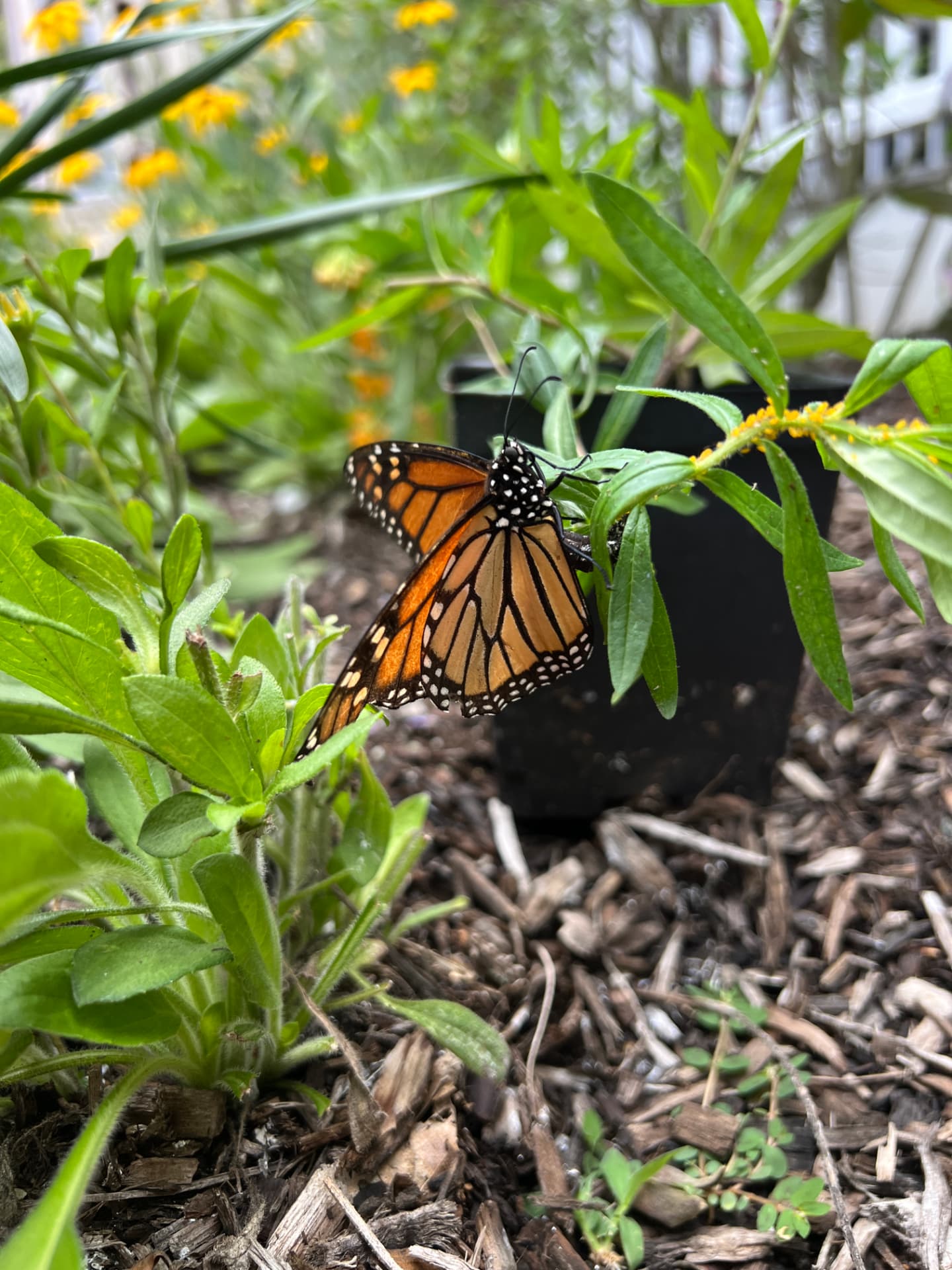 Monarch butterfly resting among the stems in the West Chester pollinator garden