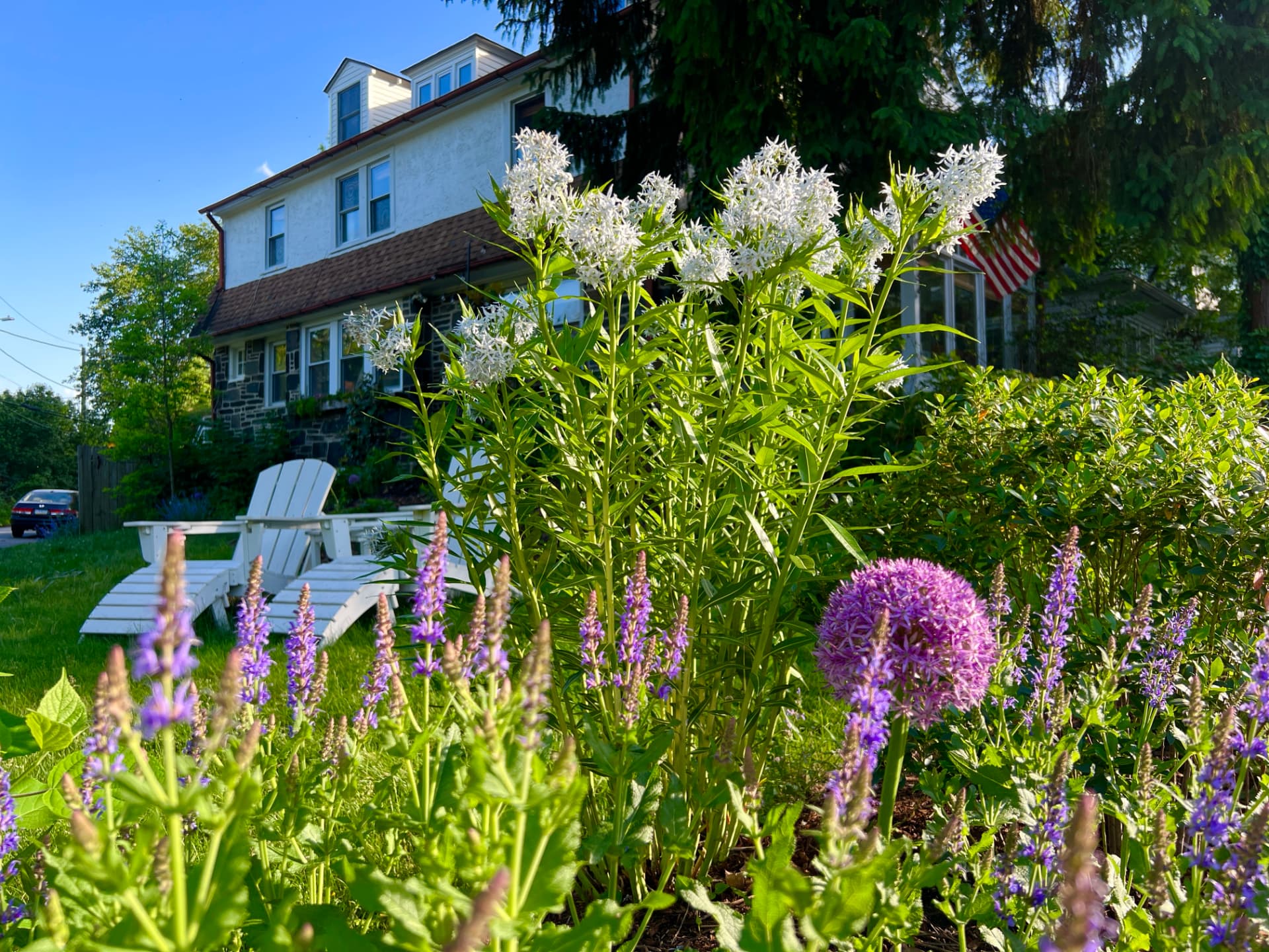 White flowers and purple salvia with the house and flag in the background