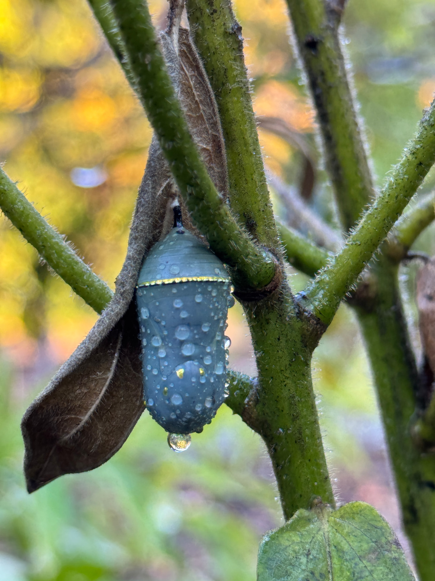 A monarch butterfly chrysalis beaded with raindrops, hanging from a butterfly milkweed stem.
