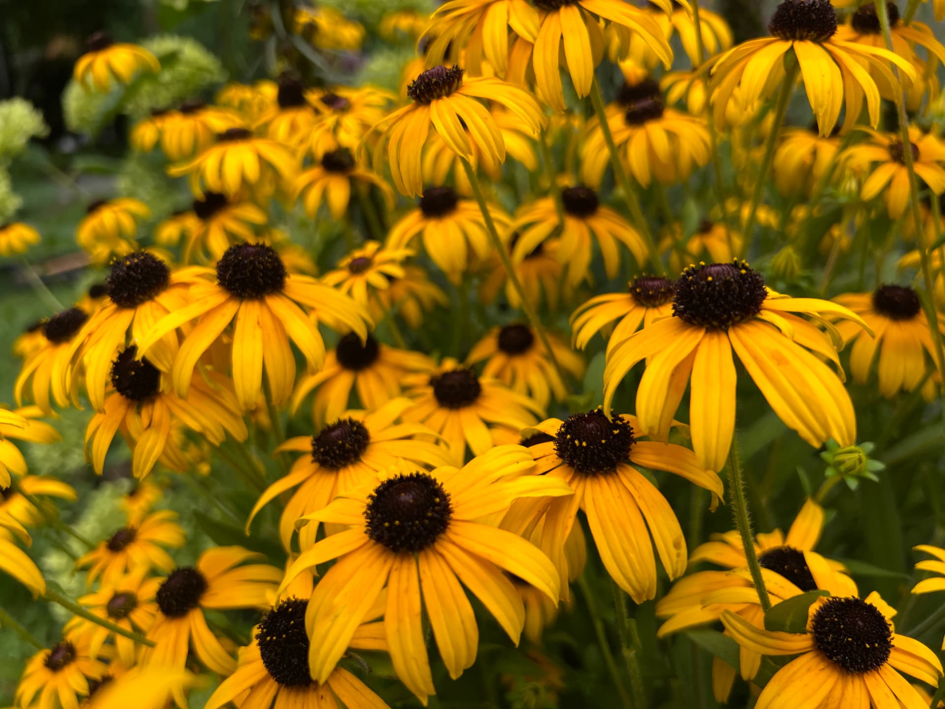 Dense drift of yellow black-eyed Susans in summer bloom