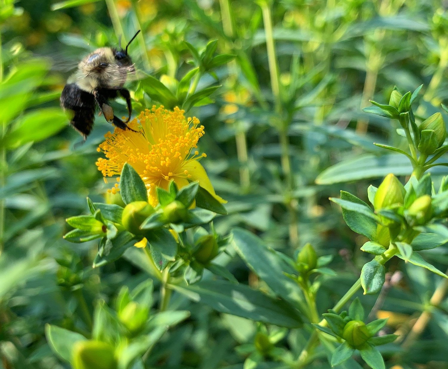 Top Native Plants for Supporting Pollinators along the Main Line — Union Landscape Design, Philadelphia Main Line