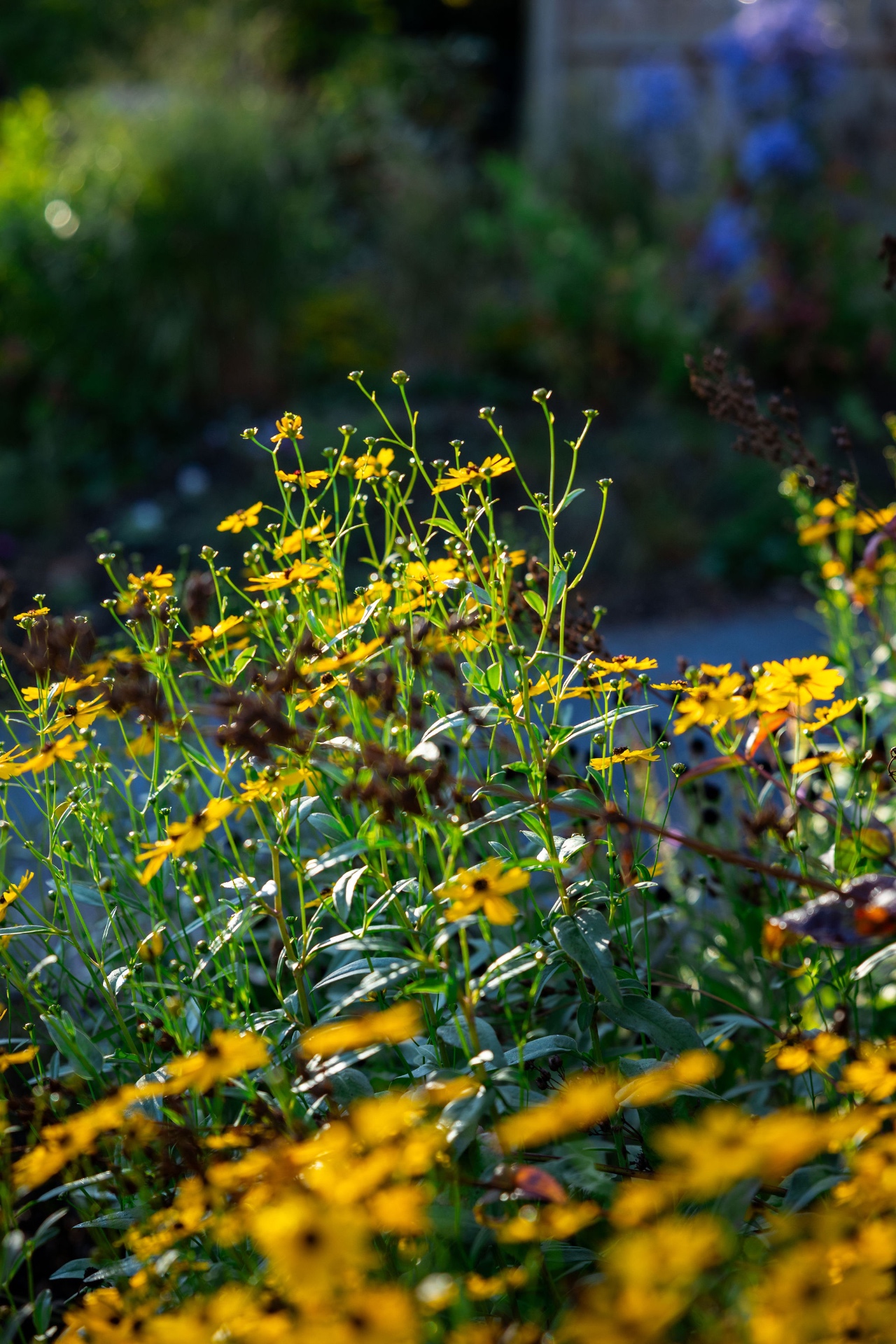 Delicate yellow tickseed backlit in the Bryn Mawr fall garden