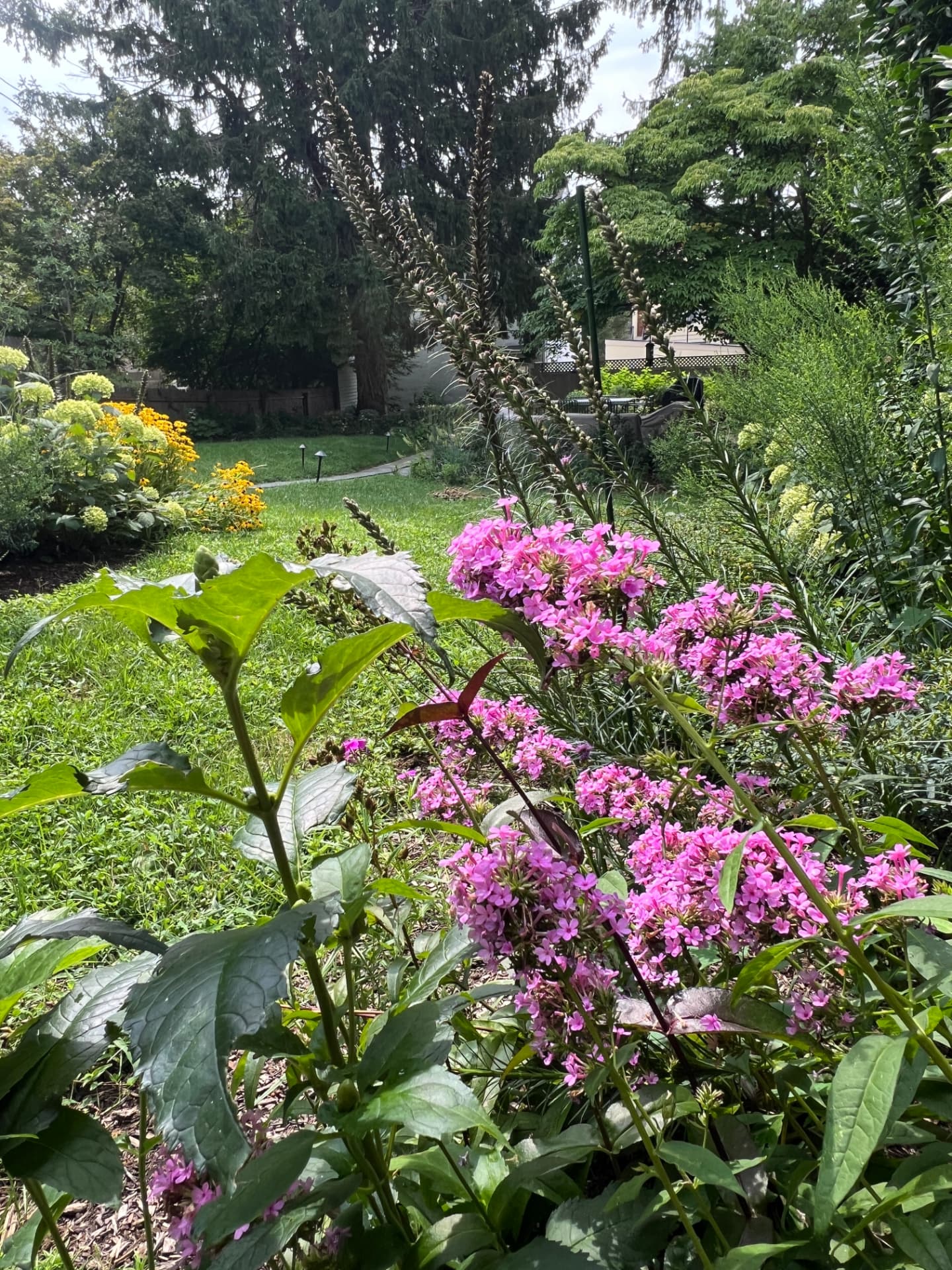 Layered pink phlox, hydrangeas, and yellow perennials filling the West Chester garden